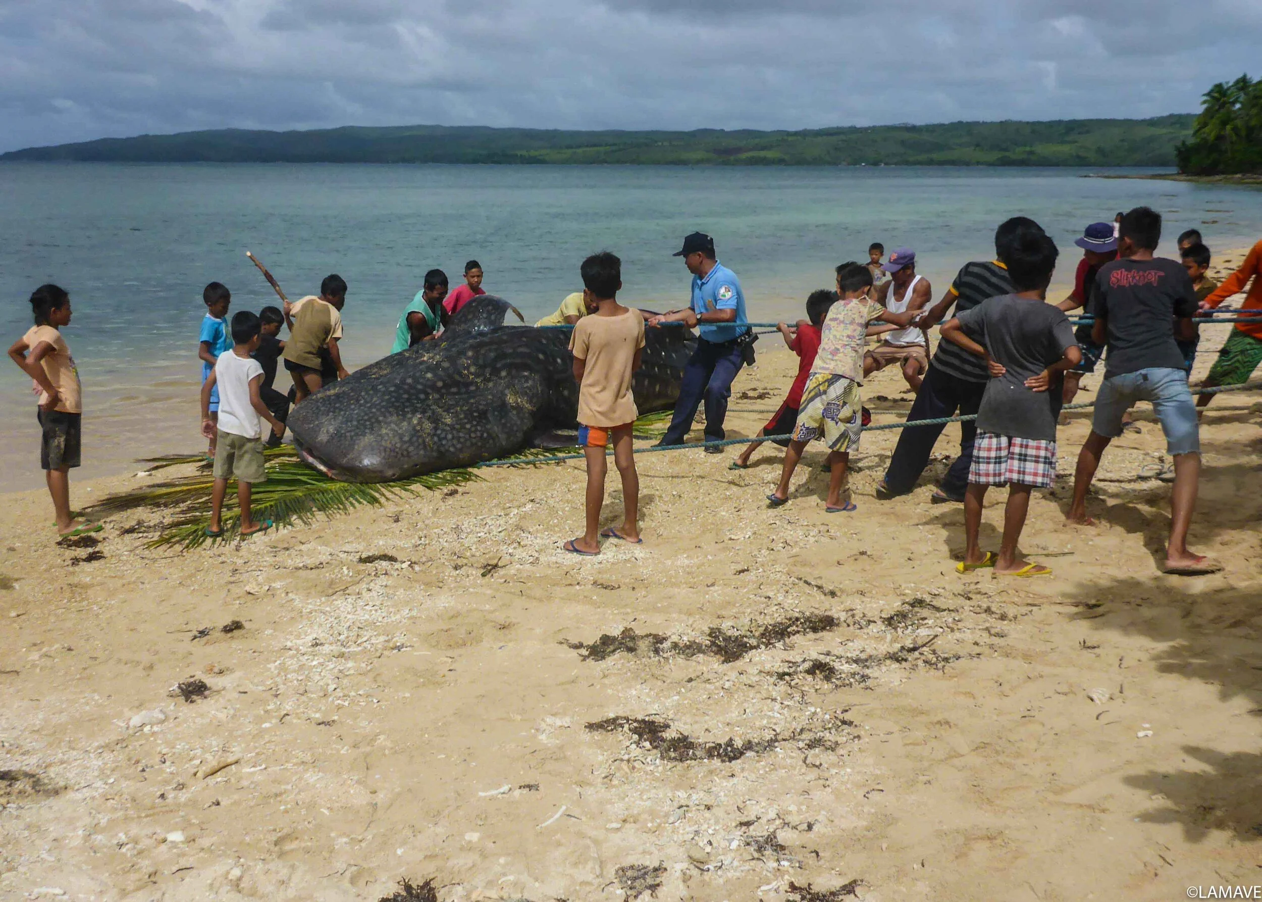 Preparing communities to respond to strandings of marine animals ...