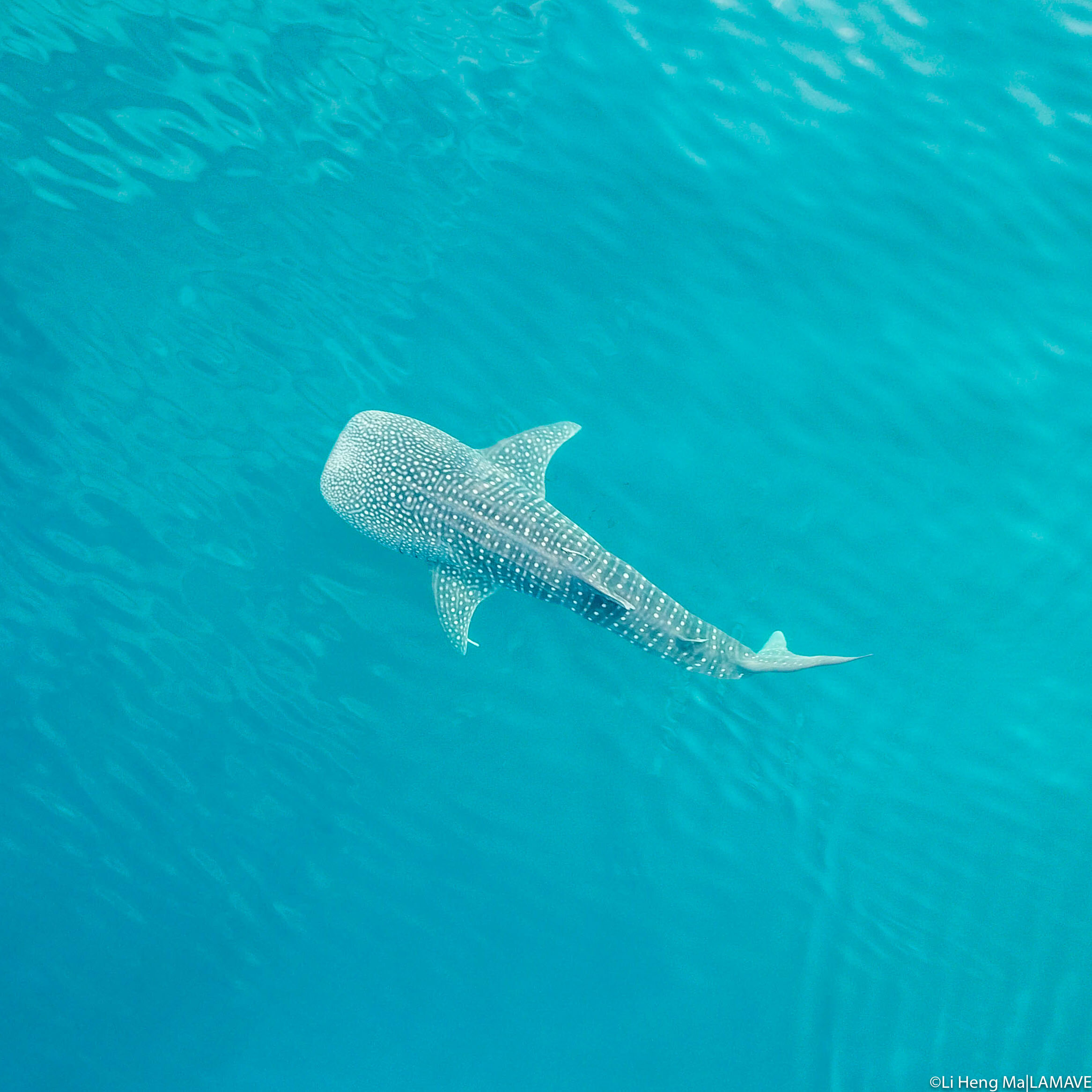 whale-shark-philippines-credit-li-heng-ma-lamave-1785.jpg