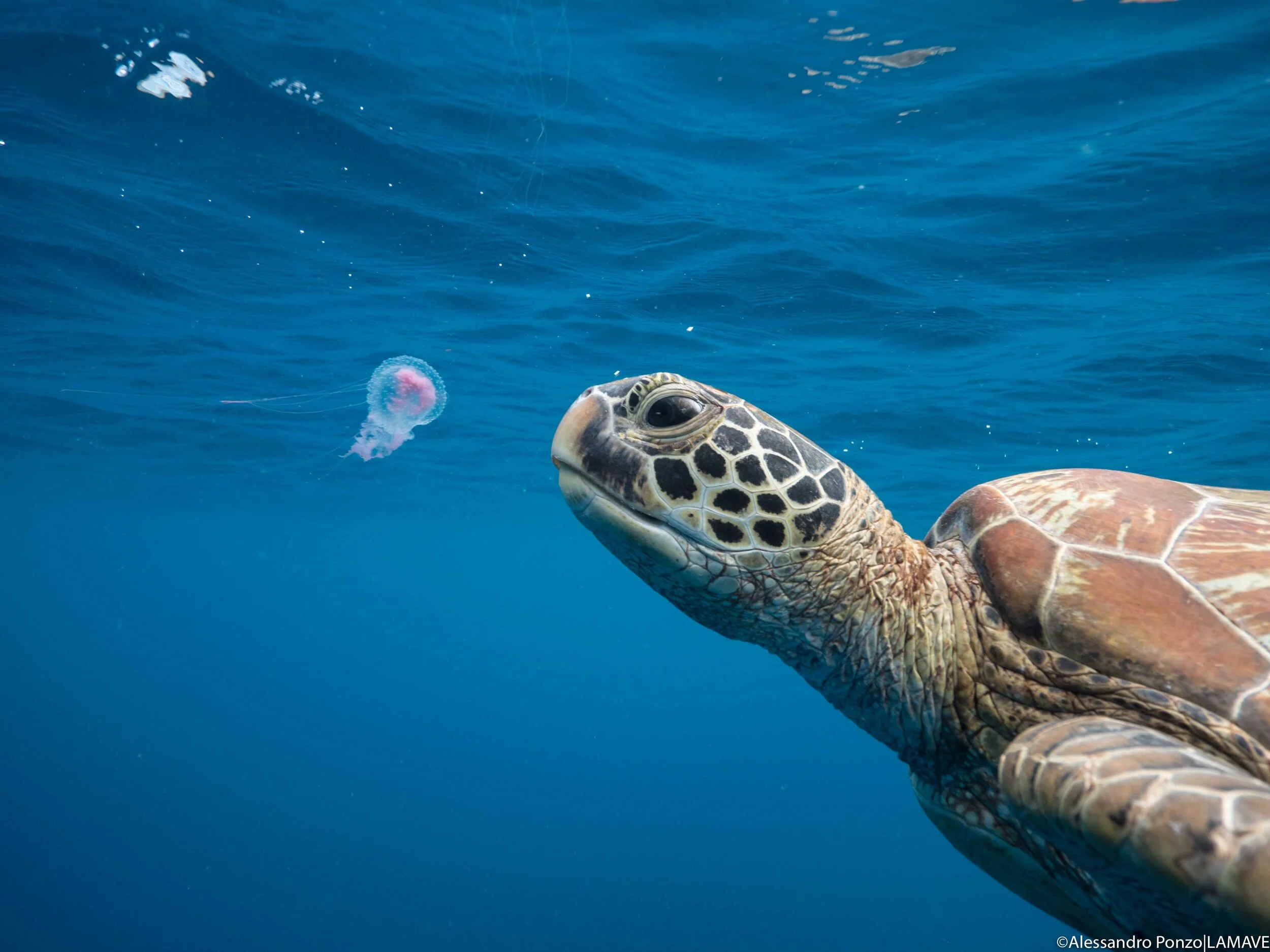 turtle-research-lamave-philippines-1780821.jpg
