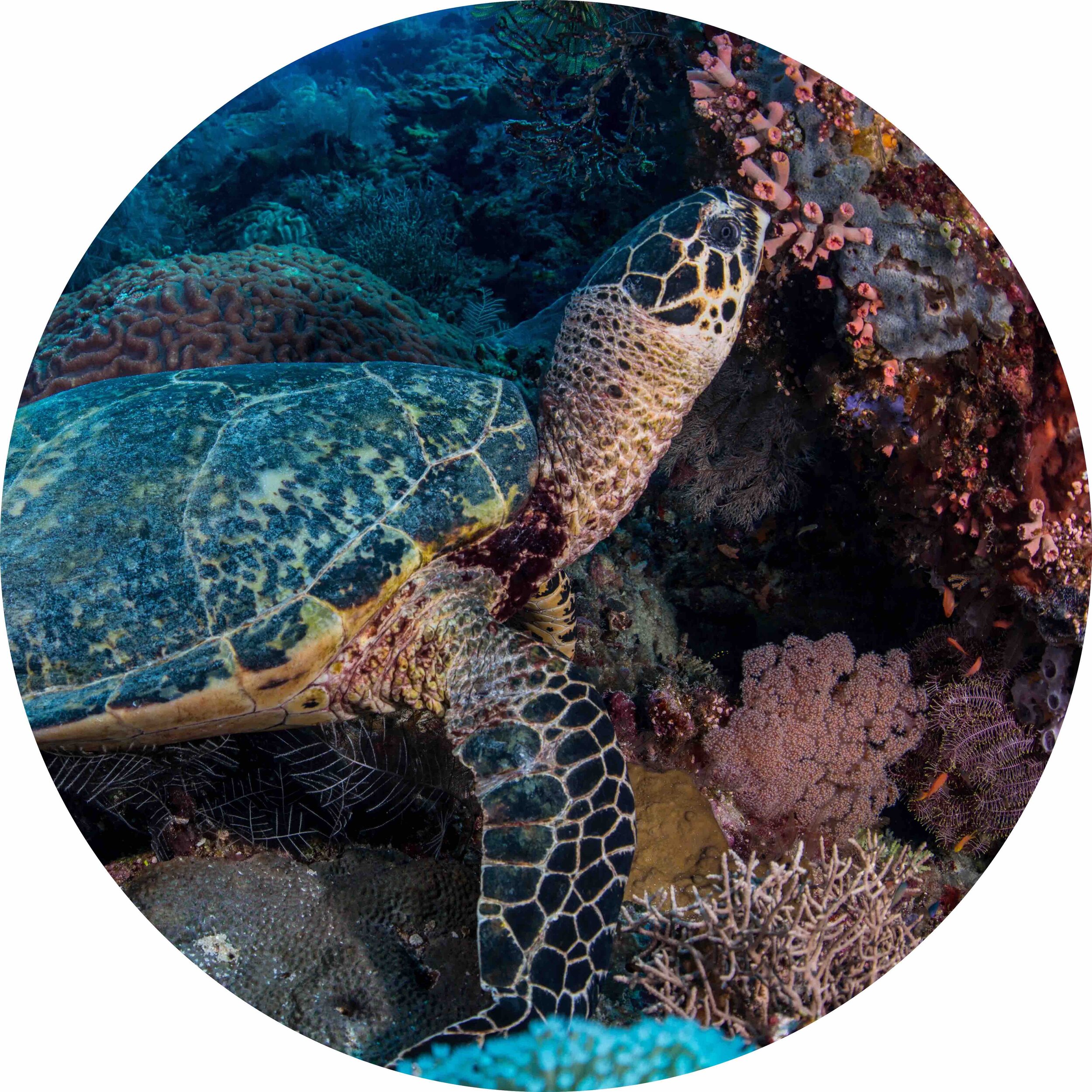 Hawksbill Turtle