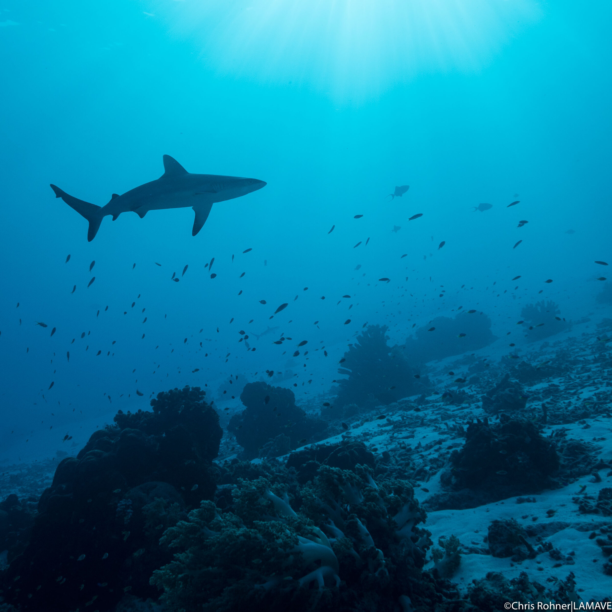 tubbataha-reefs-expedition-shark-lamave-philippines-chris-rohner (3 of 3).jpg