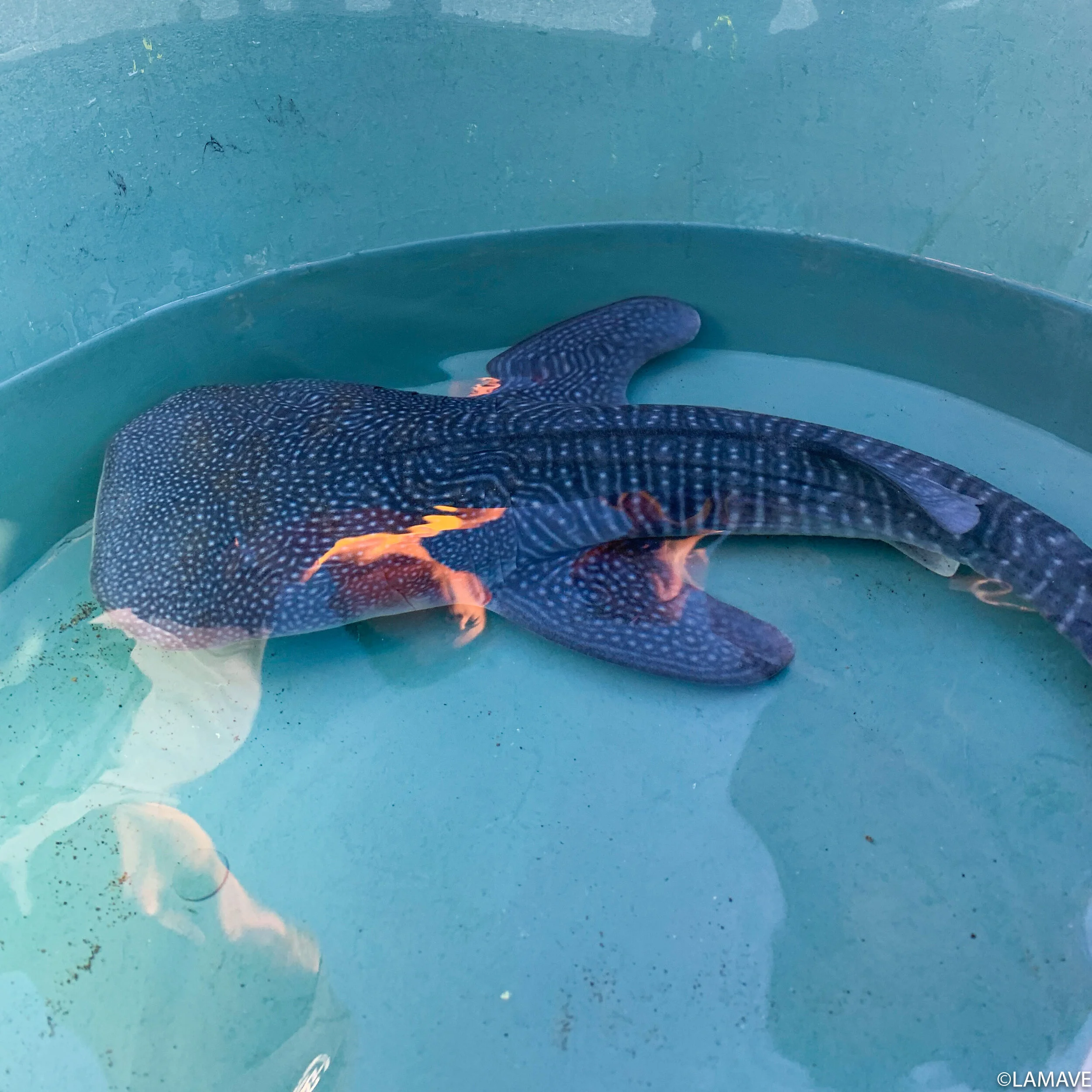 Whale Shark Baby Best Places To Swim Or Dive With Whale Sharks Our Whale Shark Baby Best Places To Swim Or Dive With Whale Sharks Our