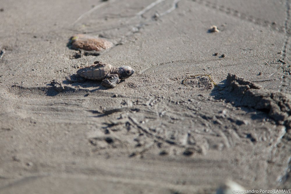 watemarked-turtle-nest-excavation-sibulan-may-2021-credit-alessandro-ponzo-lamave-0211.jpg