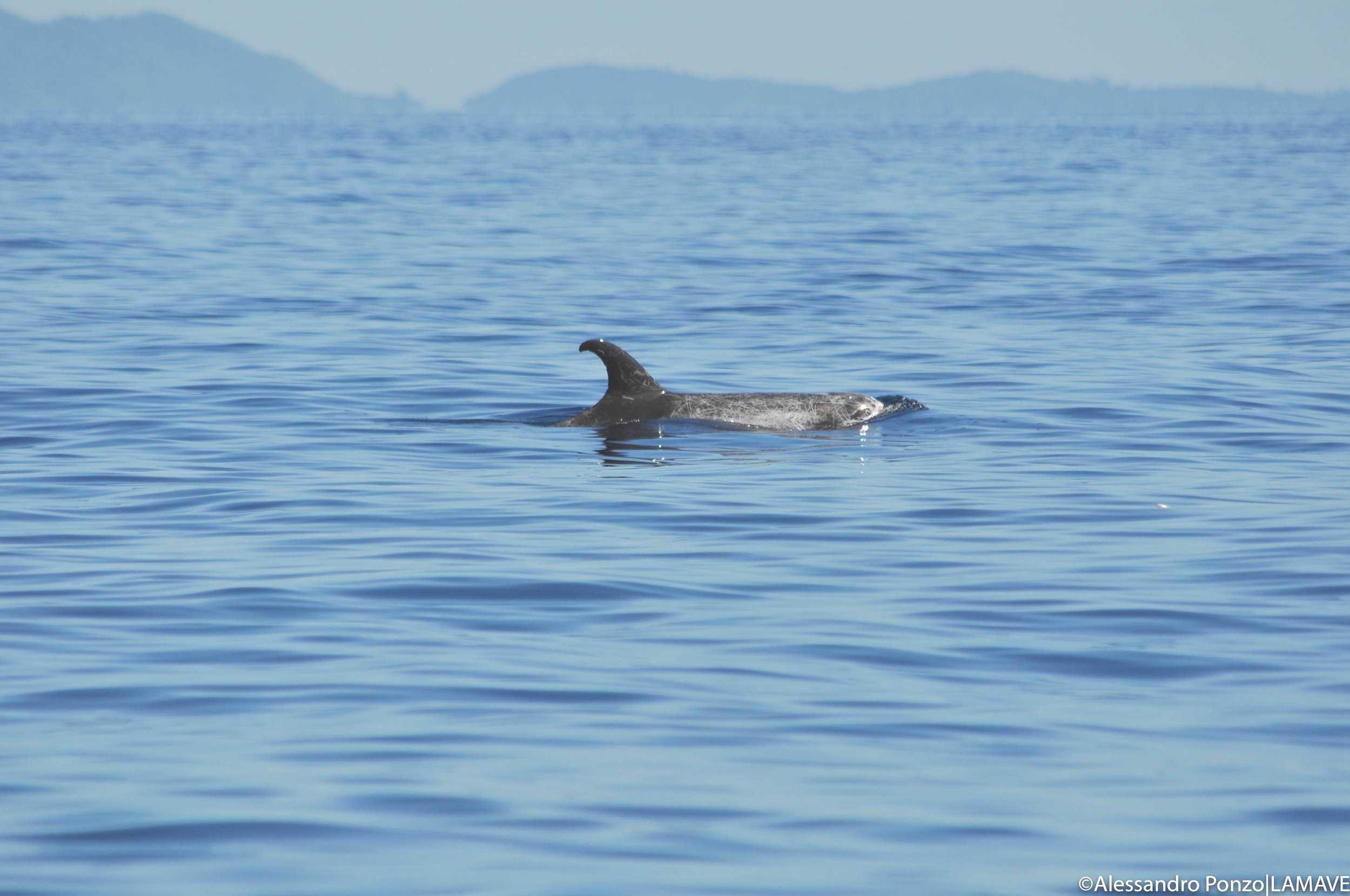 watermarked-honda-bay-september-2021-whale-shark-survey-credit-alessandro-ponzo-lamave-0290.jpg