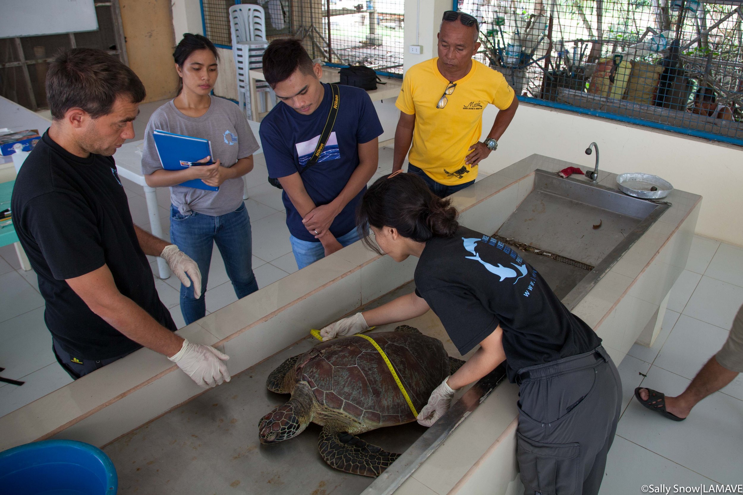  Sue measures the carapace of a stranded dead turtle from Apo Island. 