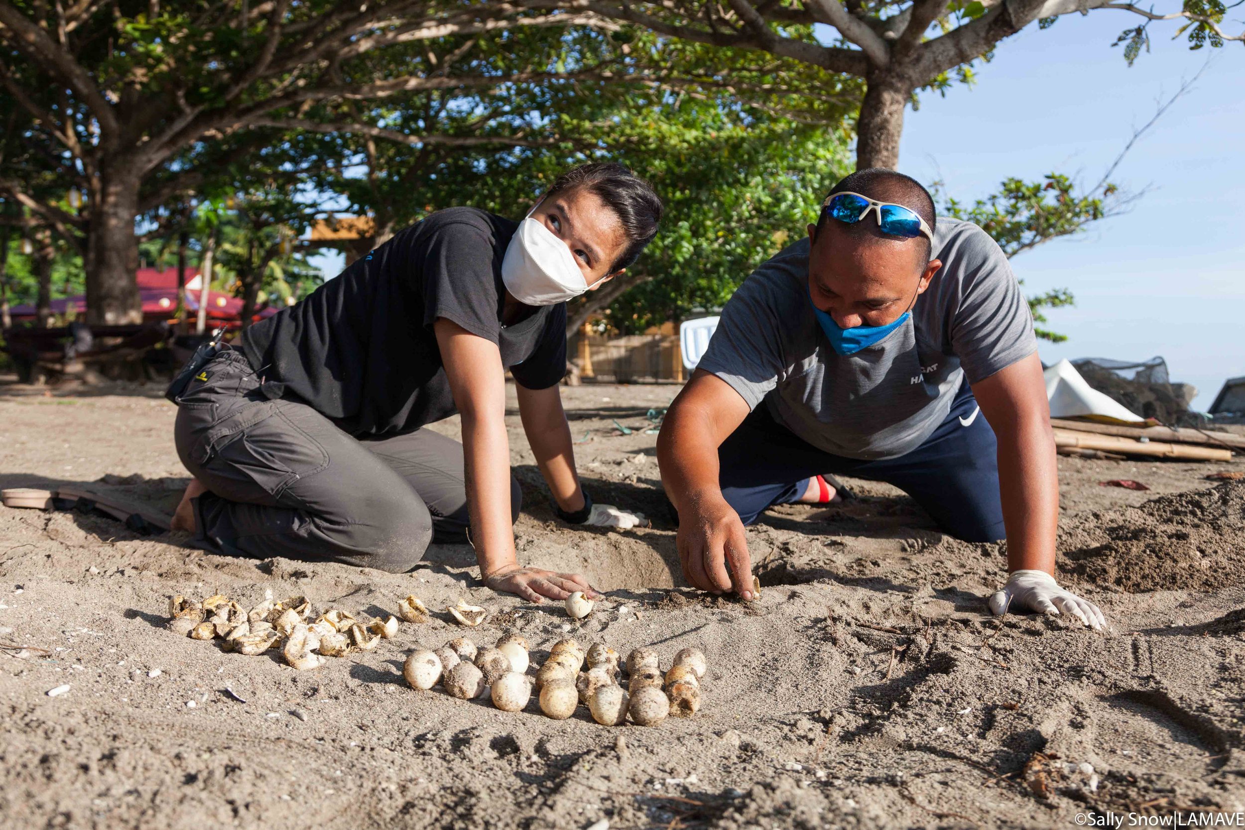  Excavating a relocated turtle nest with Mr Mark Balibalos of DENR. The original nest was flooded by the high tide. Unfortunately despite measures to move the eggs to safety many did not survive.  