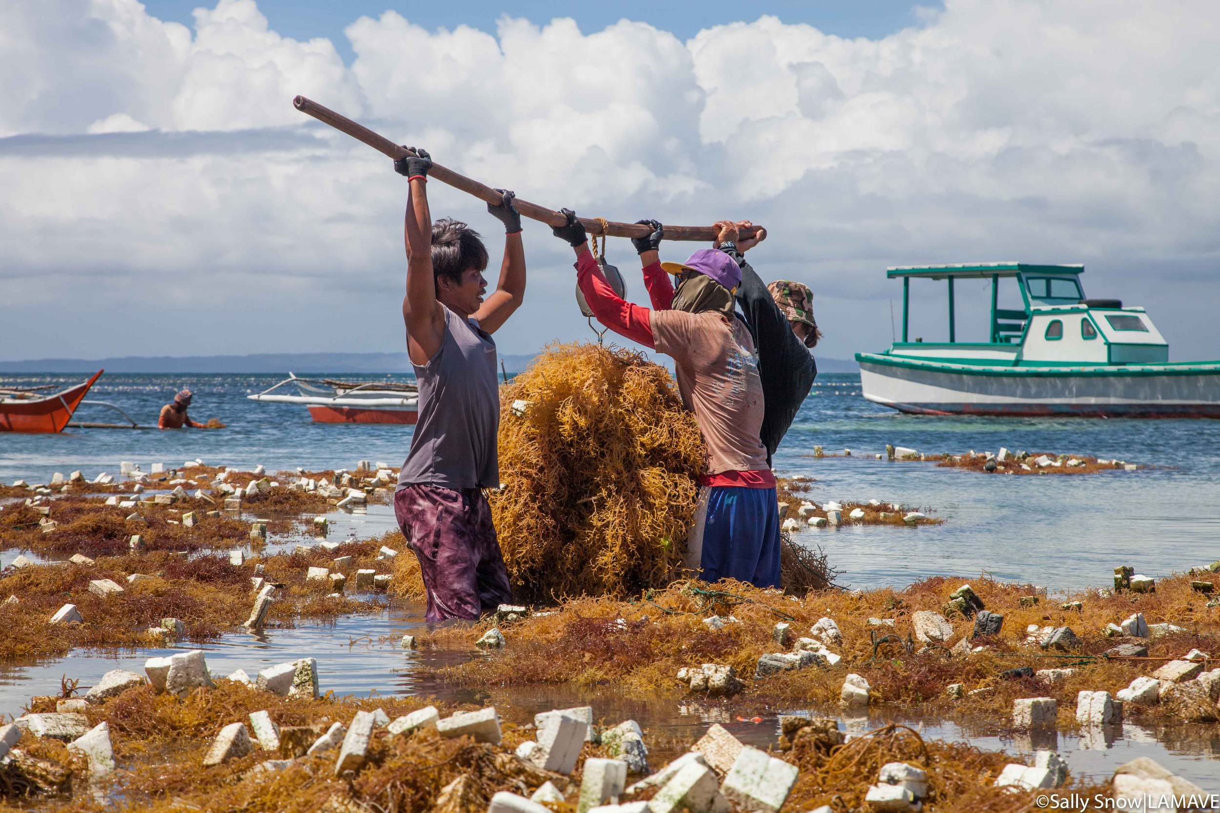 Caluya seaweed farmers weigh their harvest