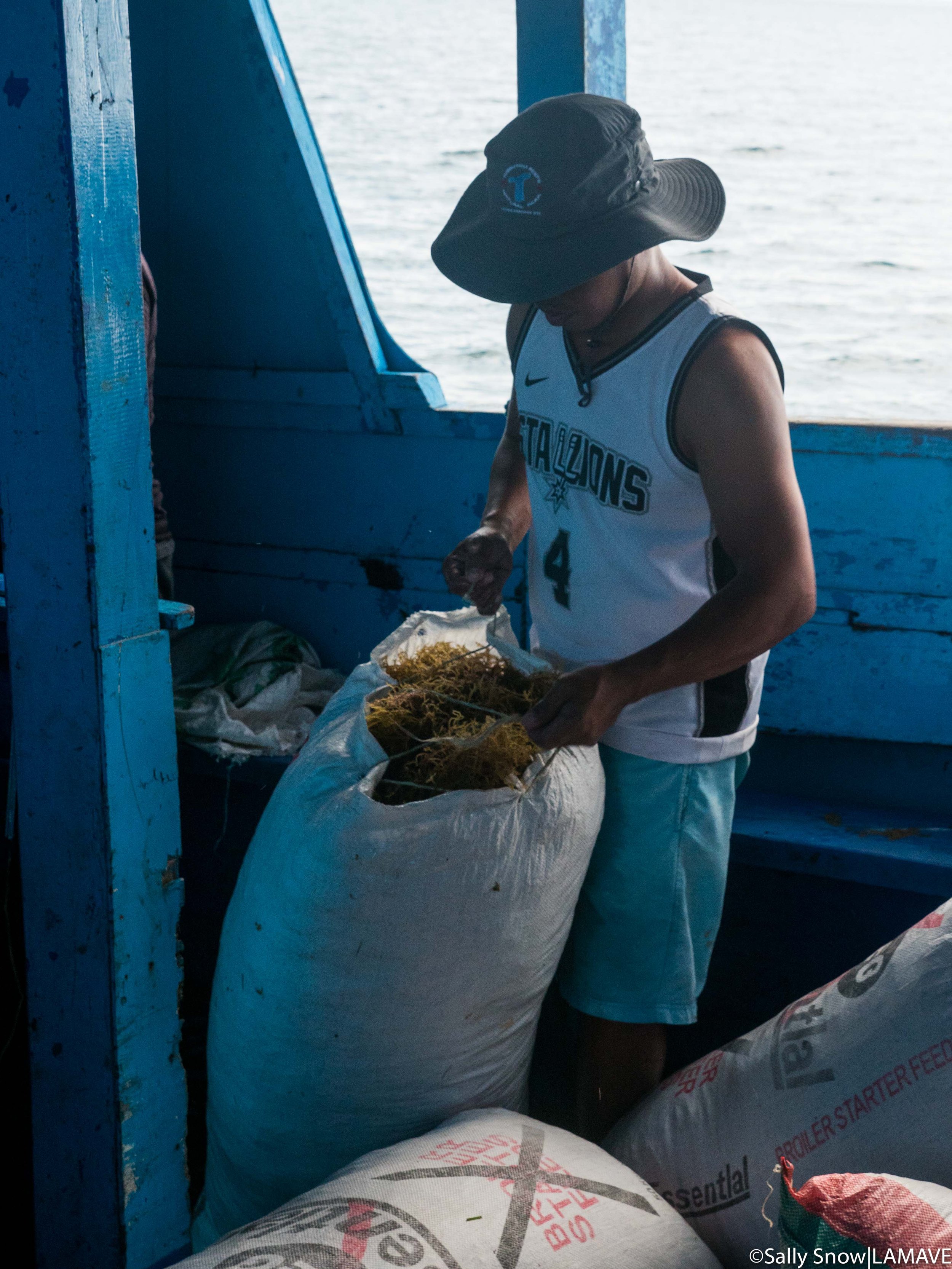 Kym Delijero packing seaweed seedlings