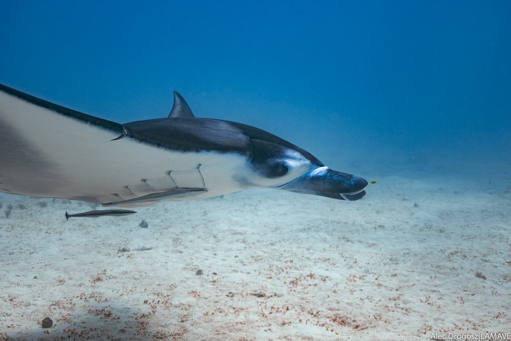 Manta ray with cut