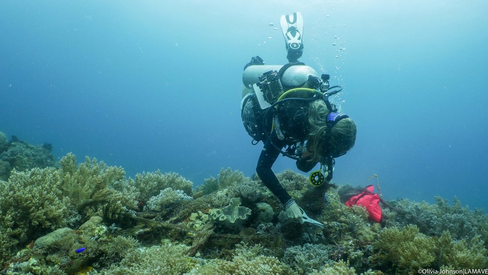 ghost net on coral reef