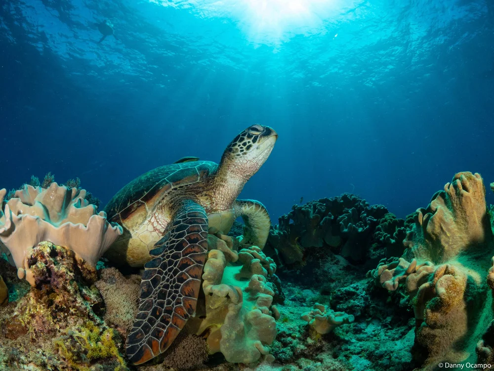 Animals in their Environment - 5 of 10.jpeg