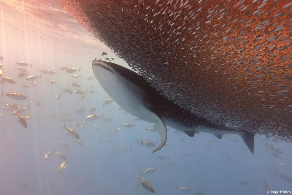 Animals in their Environment - 7 of 10.jpeg