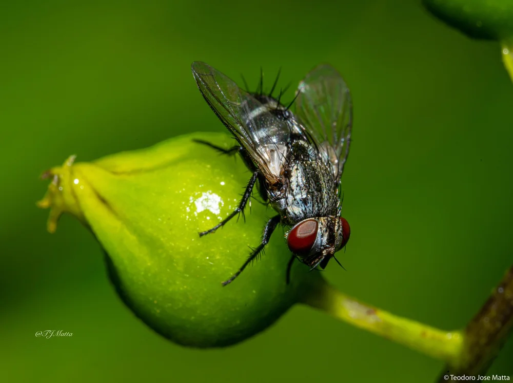 Animals in their Environment - 9 of 10.jpeg