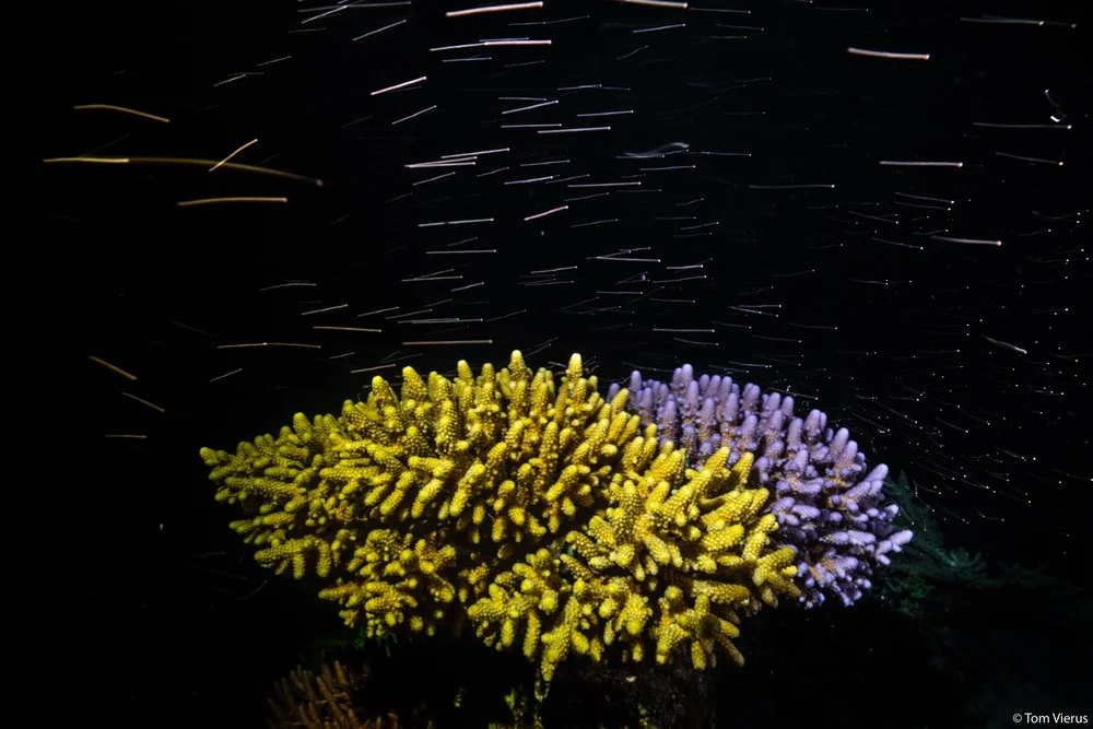 Underwater - 5 of 10.jpeg