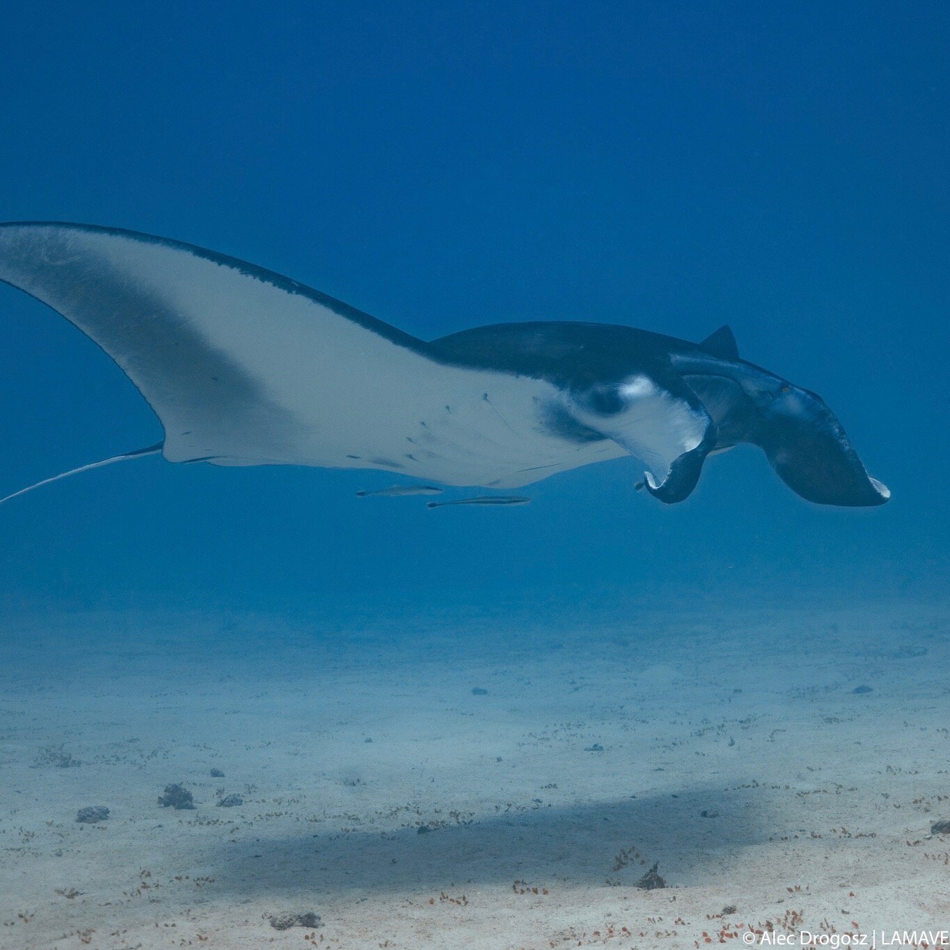 We are looking for volunteers to join our Manta Ray Research &amp; Conservation project. Gain valuable experience in marine science, working with a reputable research institute studying manta rays in the Philippines.

You will work closely with #LAMA