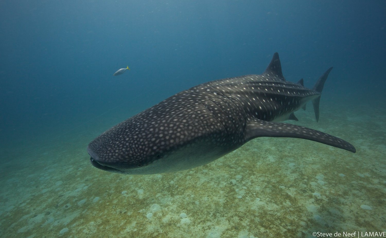 whale-shark-lamave-research-philippines-steve-de-neef (1).jpg