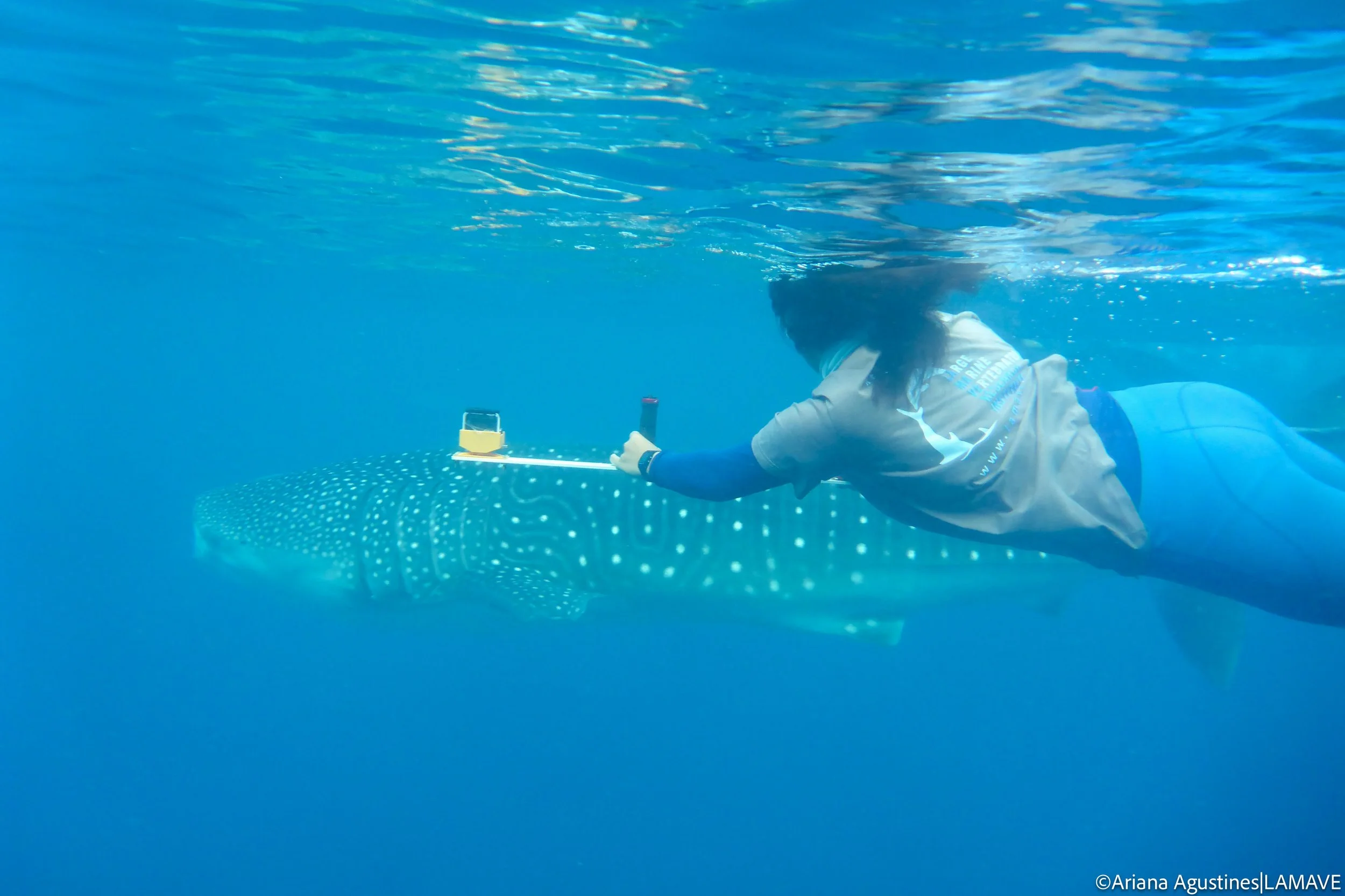 A LAMAVE researcher captures photo and size data of whale shark