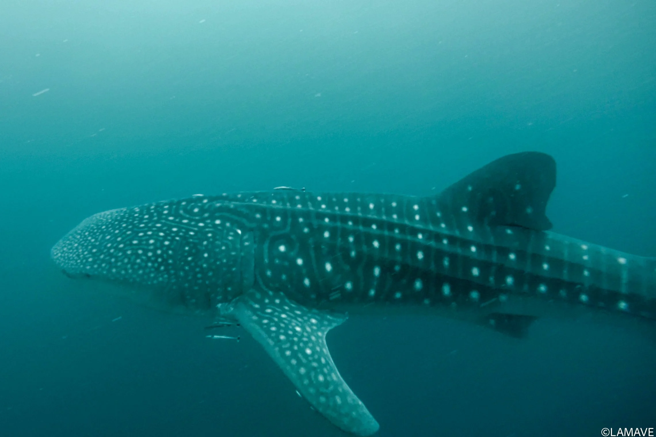 A whale shark photographed by the team in the waters of Panaon Island