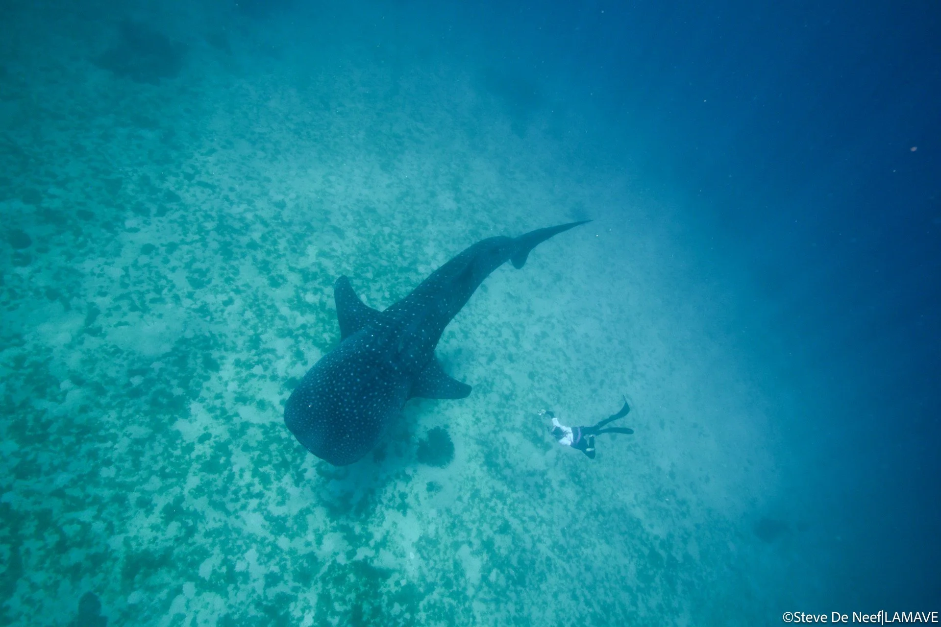A LAMAVE researcher captures photo-identification data of a whale shark