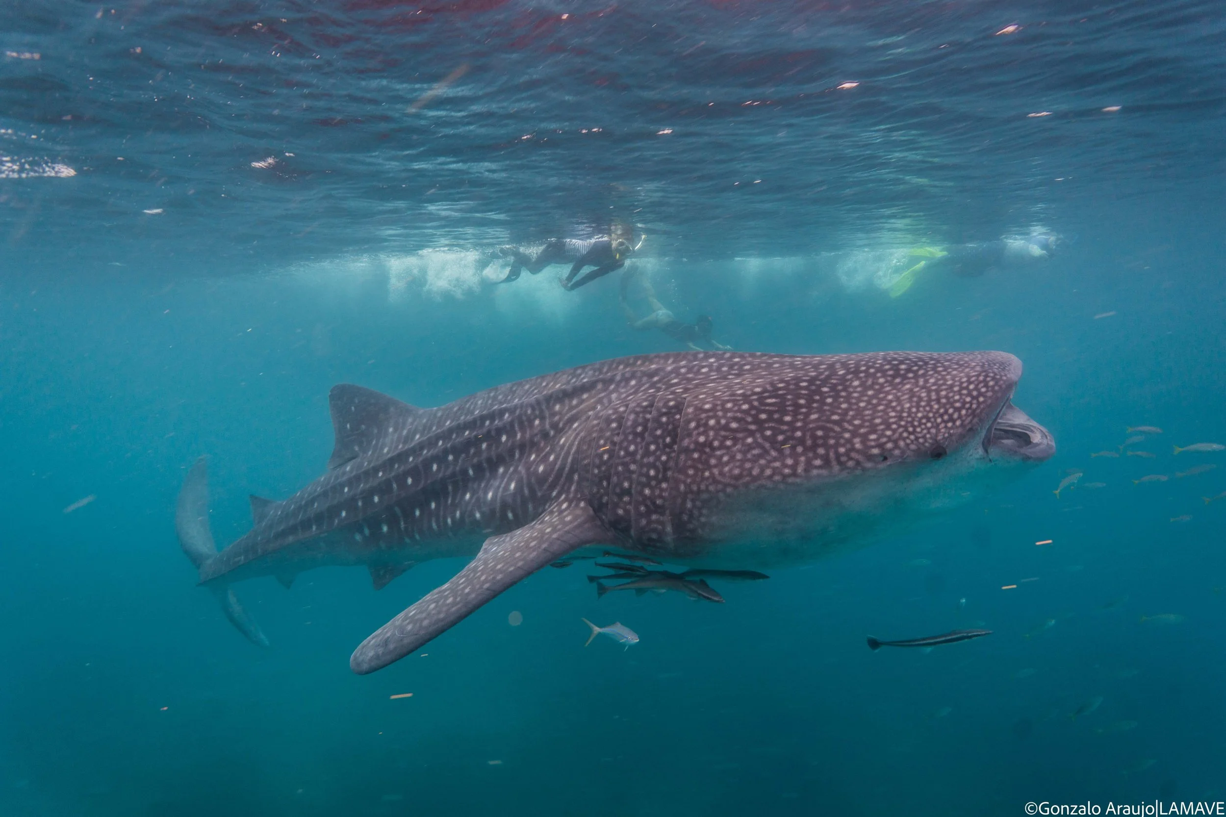  Tourists swim with a whale shark in the waters of Panaon Island   