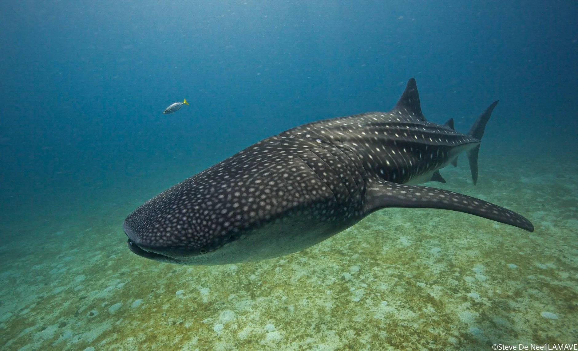  A whale shark swims in the clear waters of Sogod Bay, Southern Leyte 