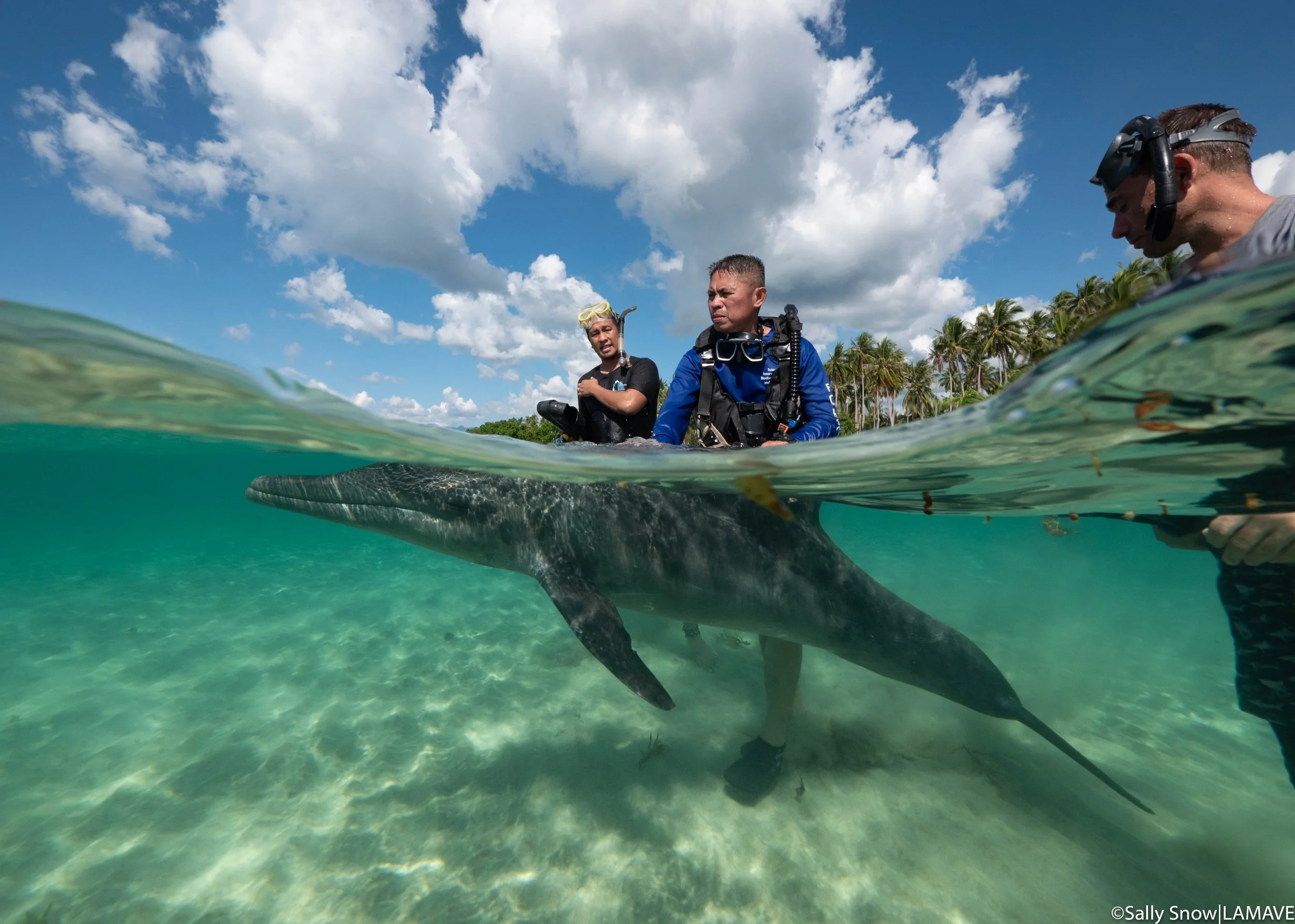 watermarked-pcsd-lamave-dolphin-stranding-credit-lamave-sally-snow-44.jpg