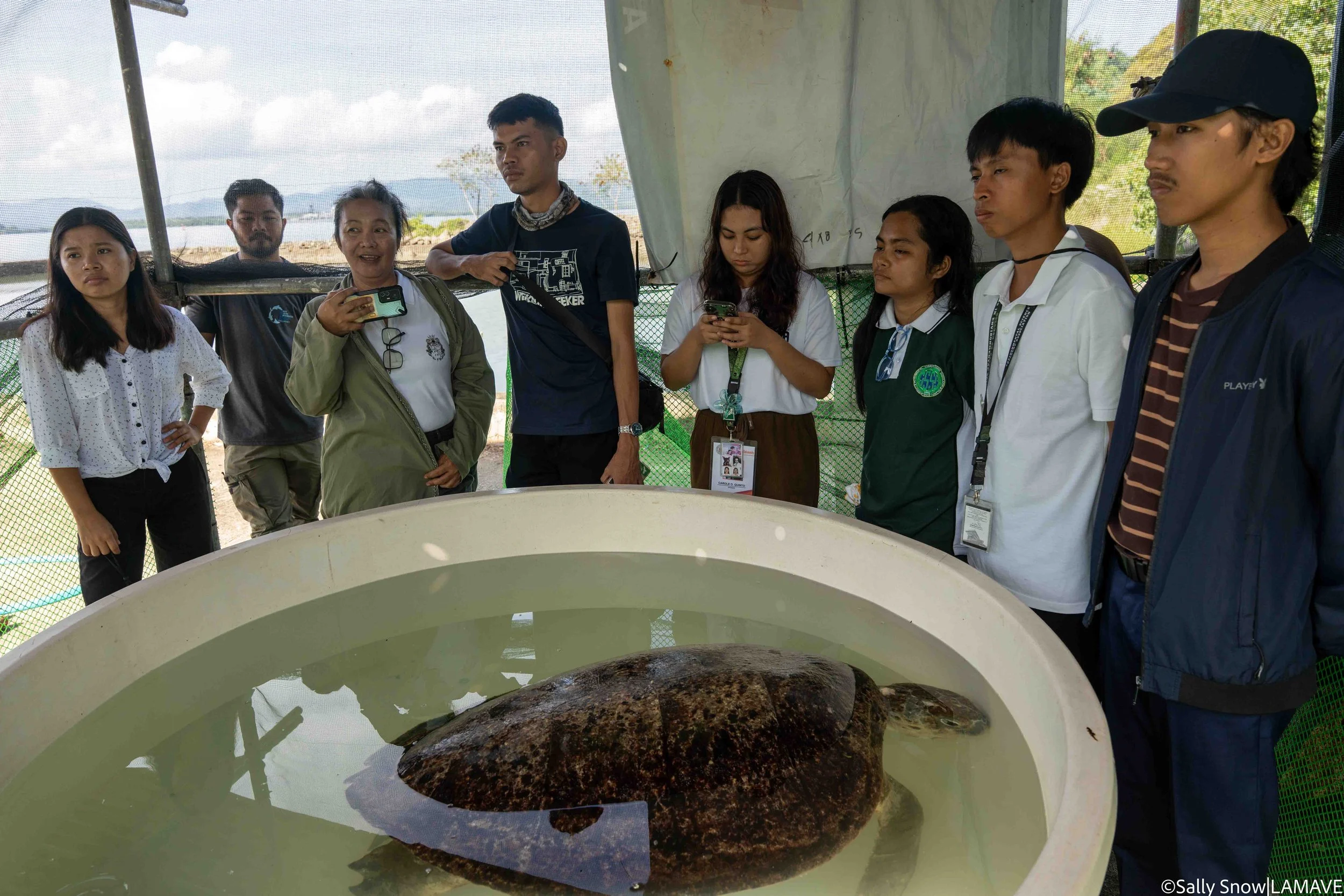 watermarked-turtle-research-resuce-cerdit-sally-snow-lamave-11.jpg