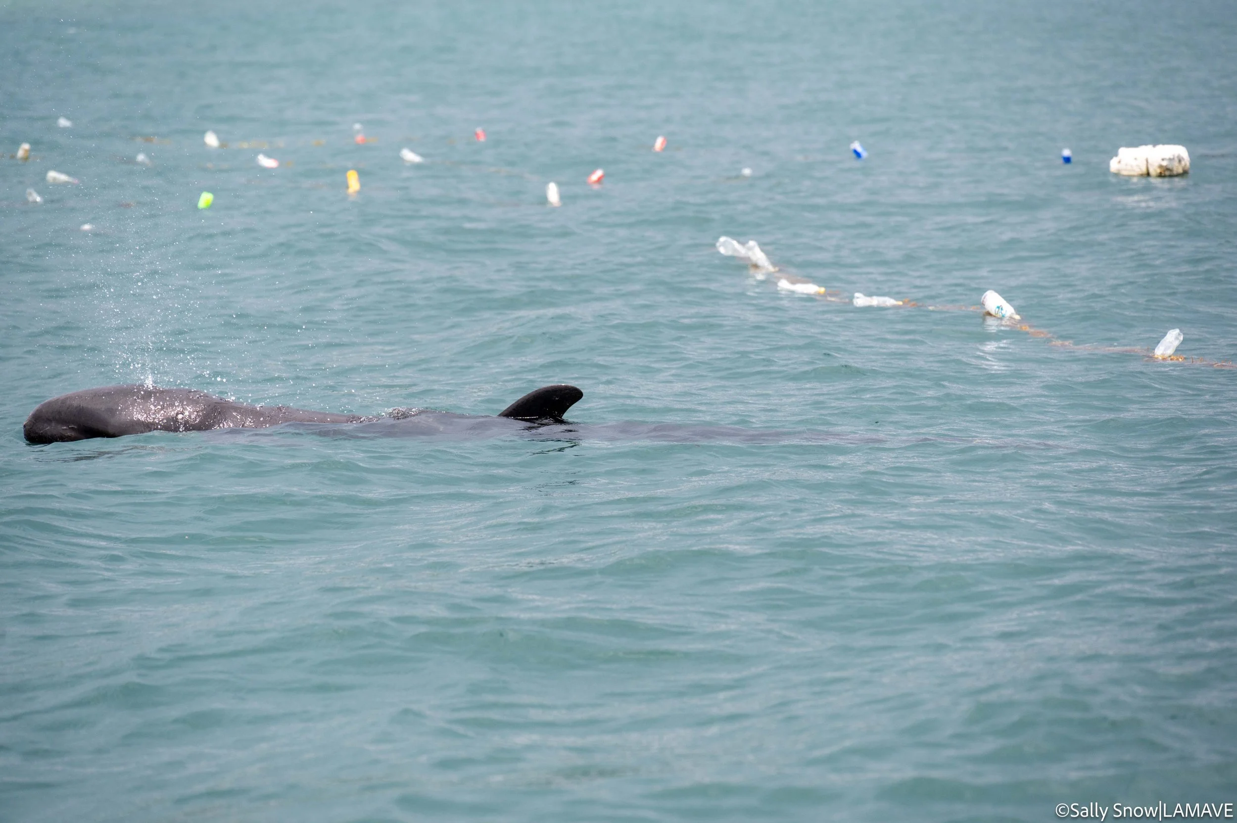 watermarked-dolphin-entaglement-sulabai-foundation-lamave-reponse-credit-sally-snow-lamave-22.jpg