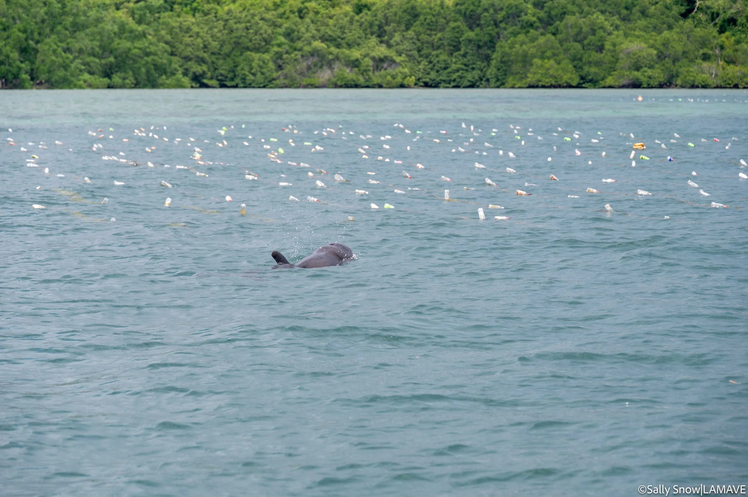watermarked-dolphin-entaglement-sulabai-foundation-lamave-reponse-credit-sally-snow-lamave-24.jpg