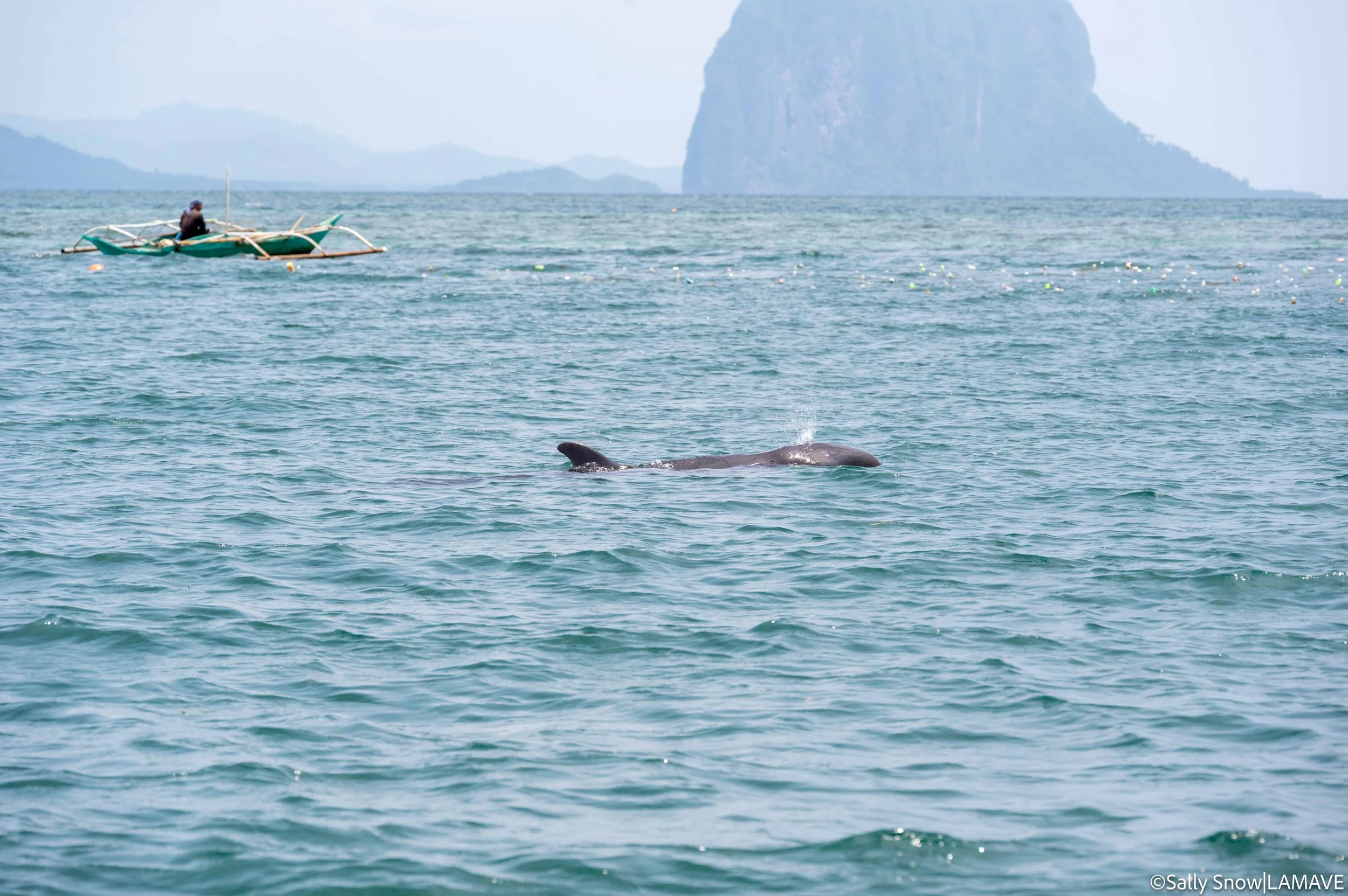 watermarked-dolphin-entaglement-sulabai-foundation-lamave-reponse-credit-sally-snow-lamave-29.jpg