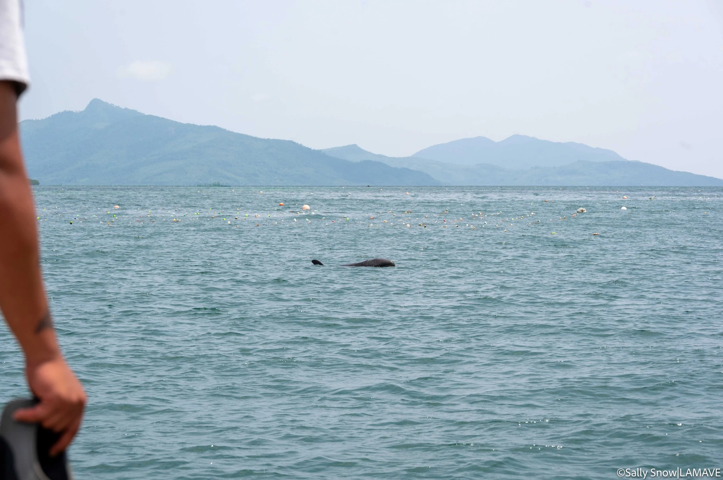 watermarked-dolphin-entaglement-sulabai-foundation-lamave-reponse-credit-sally-snow-lamave-32.jpg