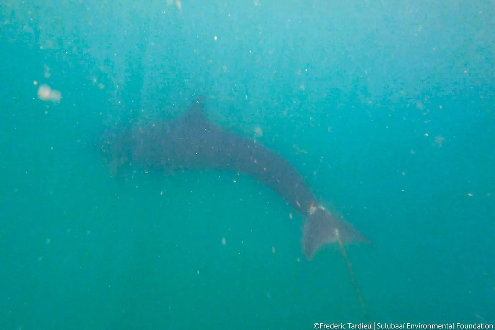 false-killer-whale-dolphin-entaglement-sulabai-foundation-lamave-reponse-credit-frederic-tardieu-sulubaaï-environmental-foundation-3.jpg