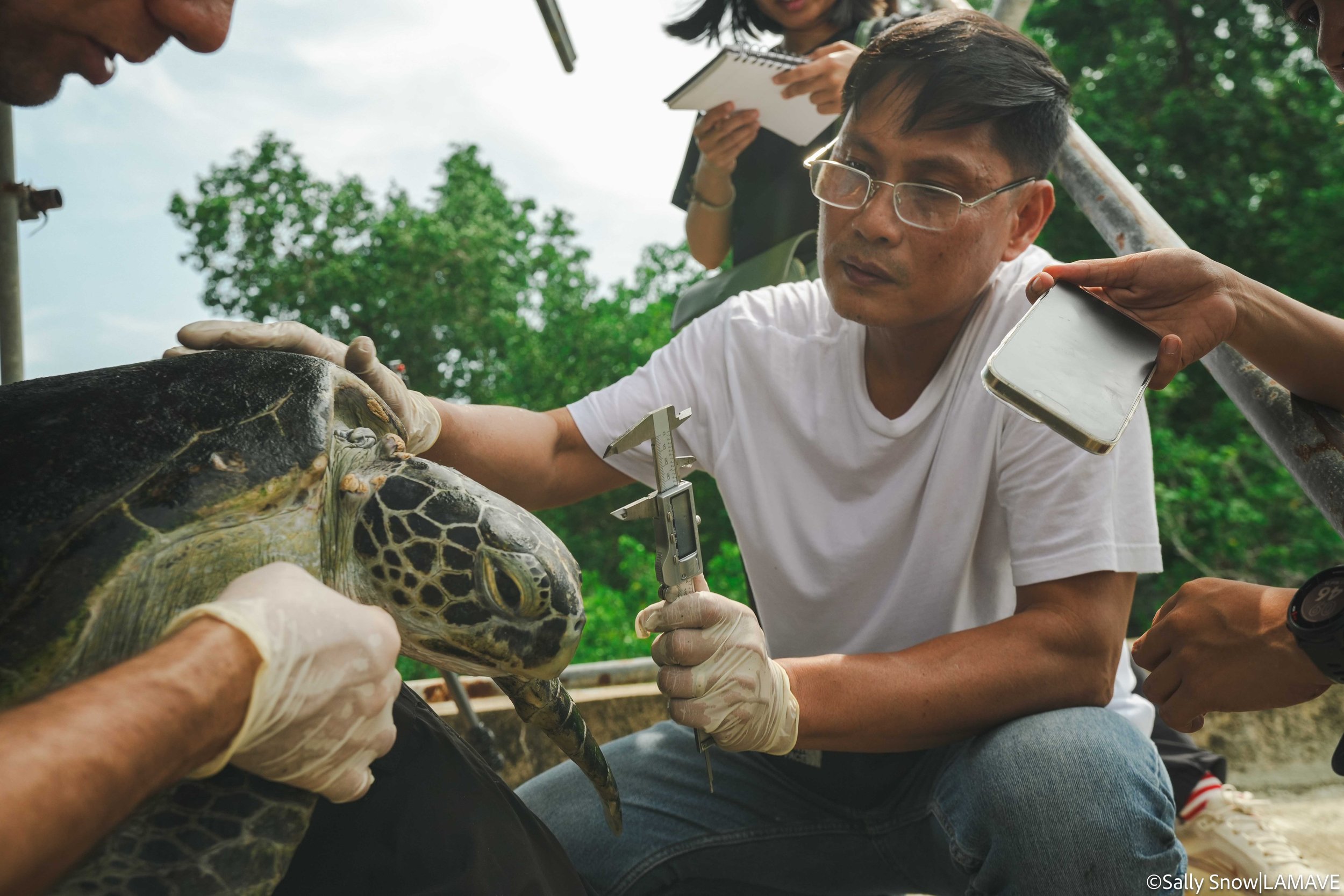 watermarked-green-sea-turtle-rescue-rehabilitation-lamave-city-enro-pps-pcsd-credit-sally-snow-lamave-2.jpg