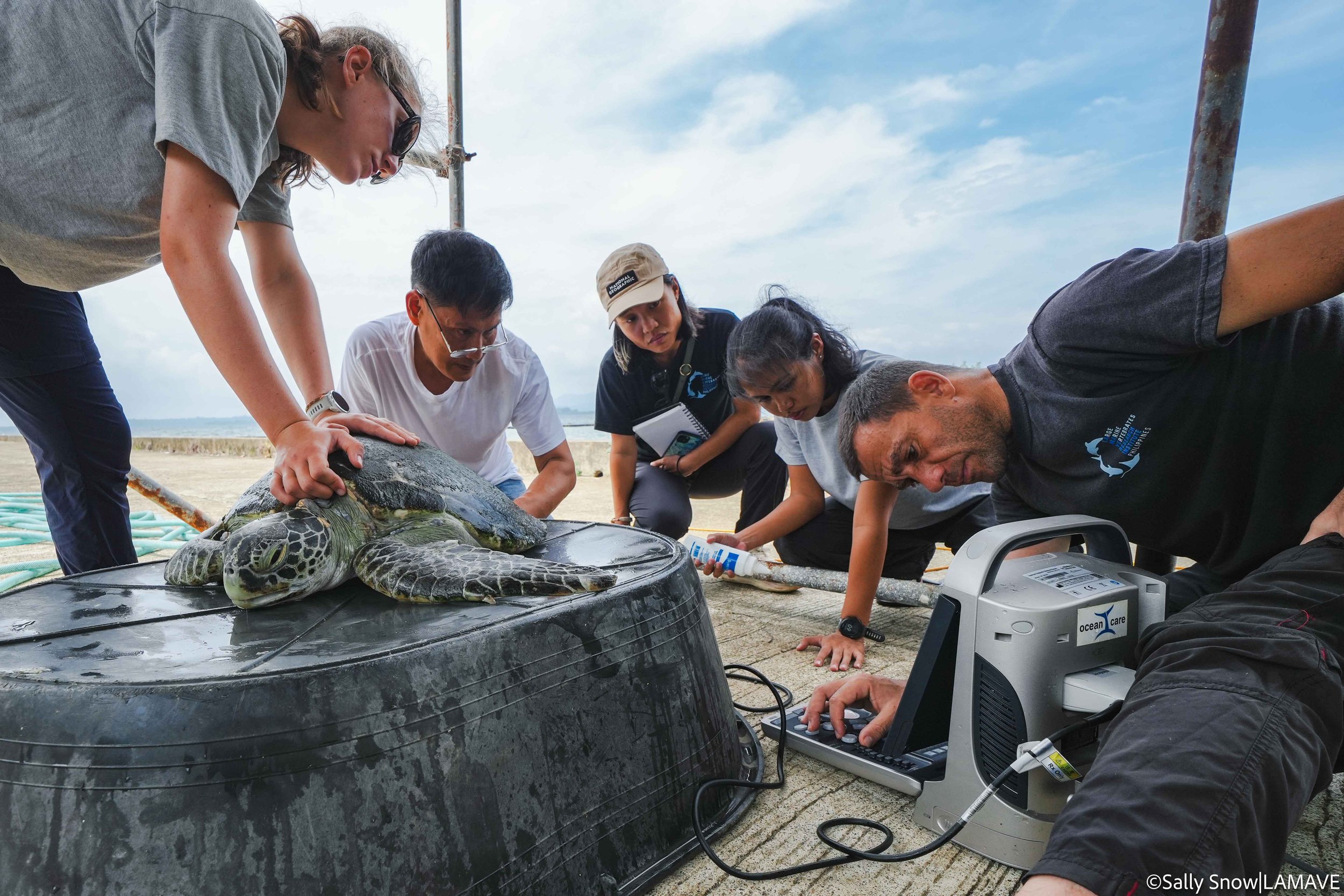 watermarked-green-sea-turtle-rescue-rehabilitation-lamave-city-enro-pps-pcsd-credit-sally-snow-lamave-5.jpg