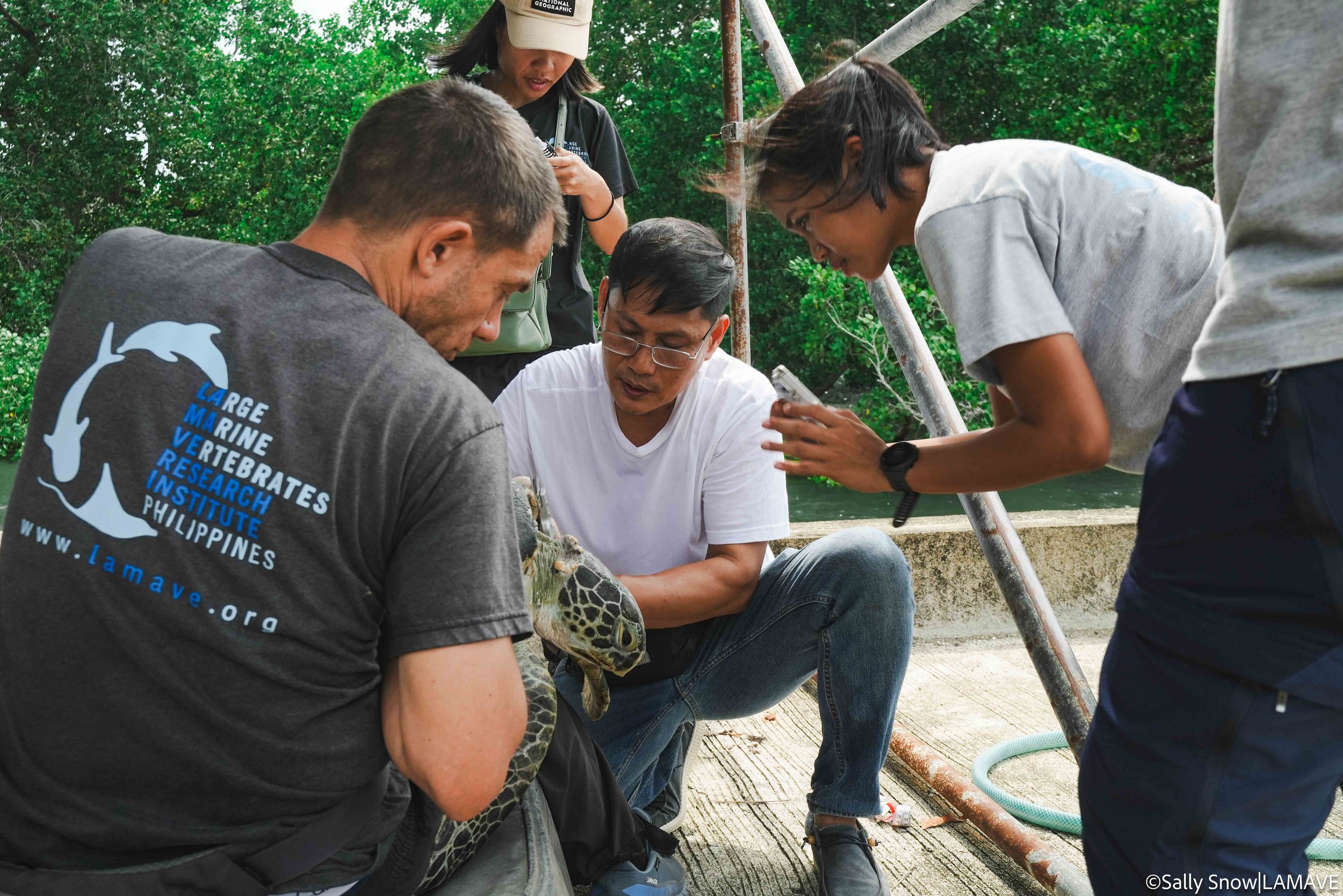 watermarked-green-sea-turtle-rescue-rehabilitation-lamave-city-enro-pps-pcsd-credit-sally-snow-lamave-1.jpg