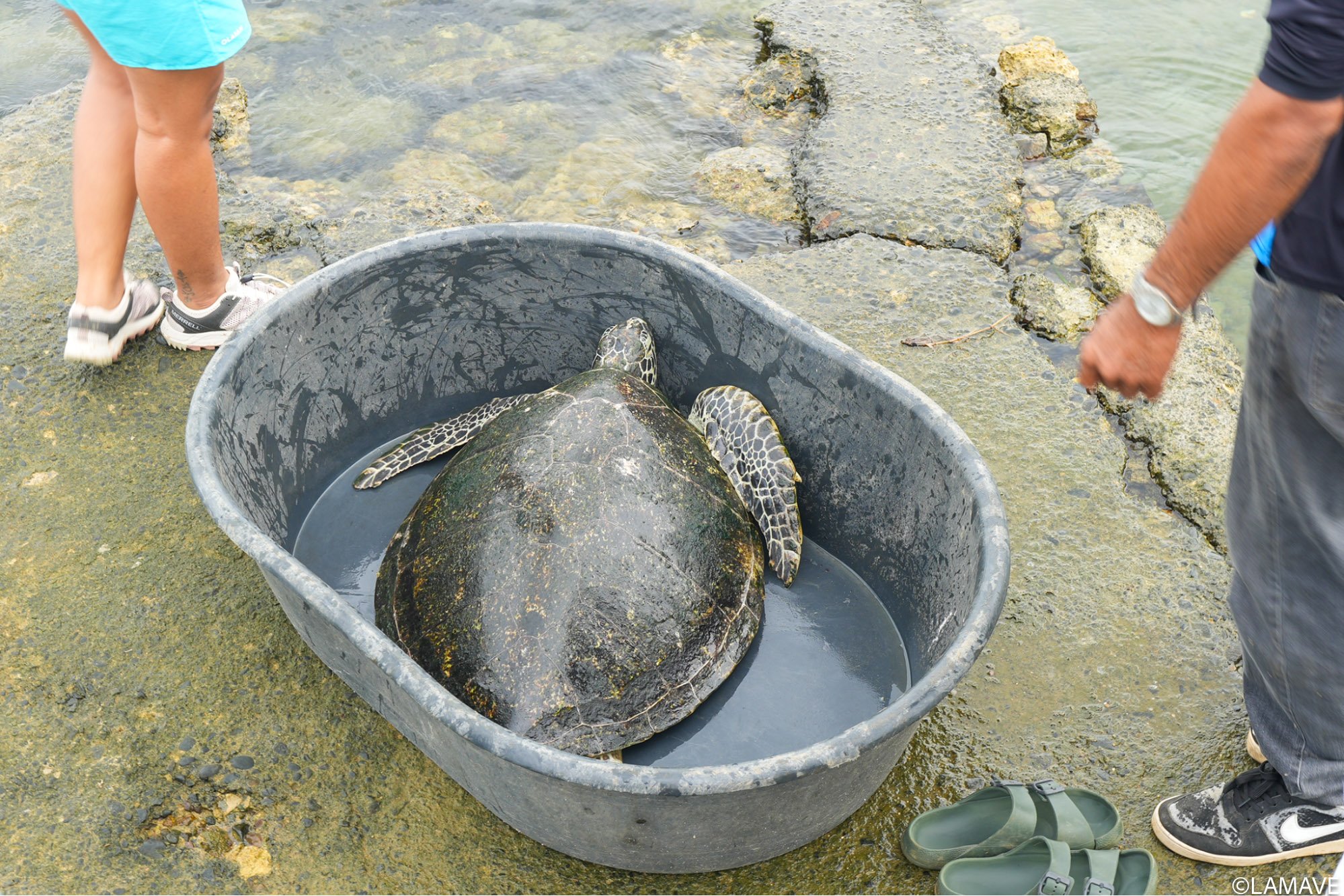watermarked-pawikan-rescue-rehab-lamave-pps-city-enro-pscd-credit-lamave-1.jpg