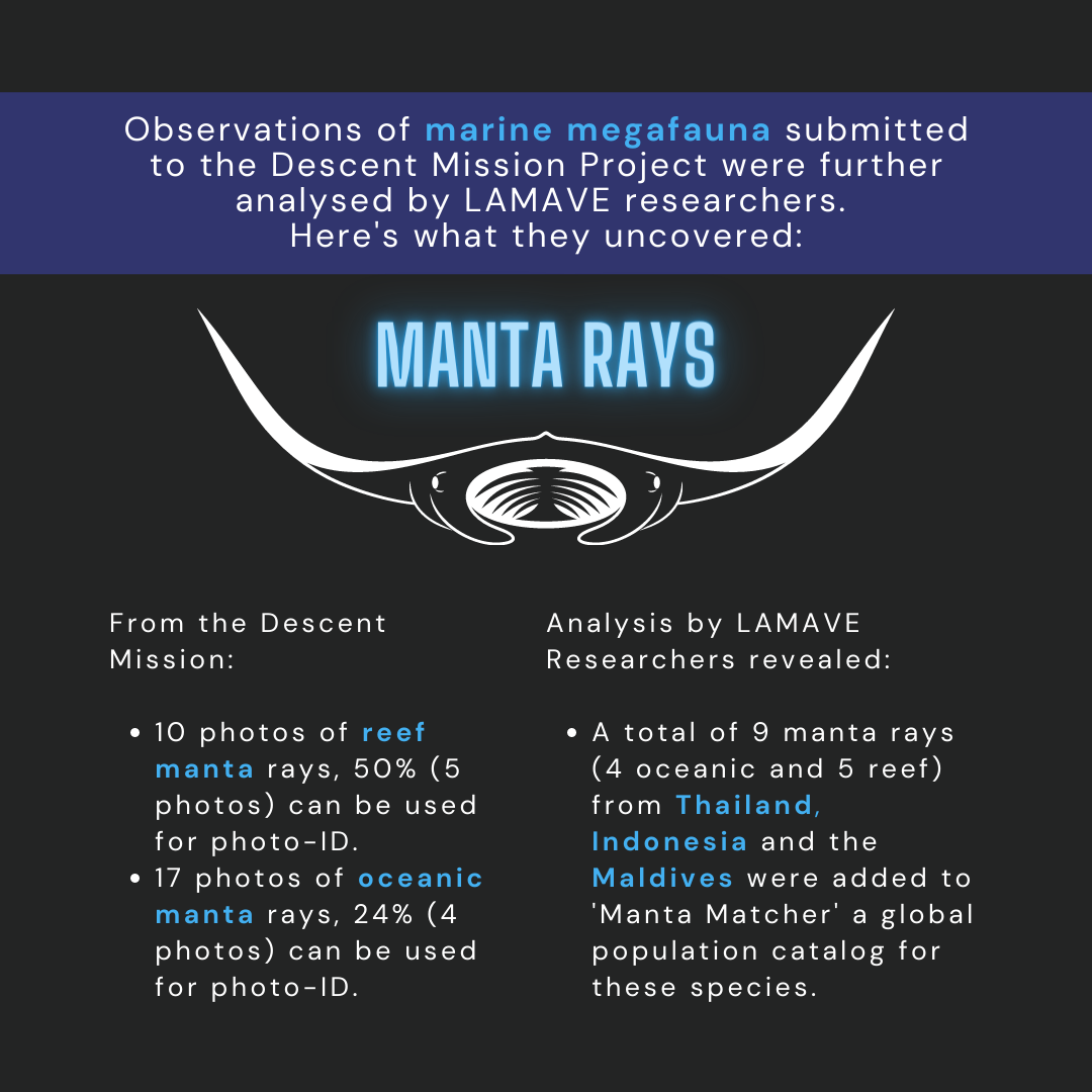 Manta ray infographics