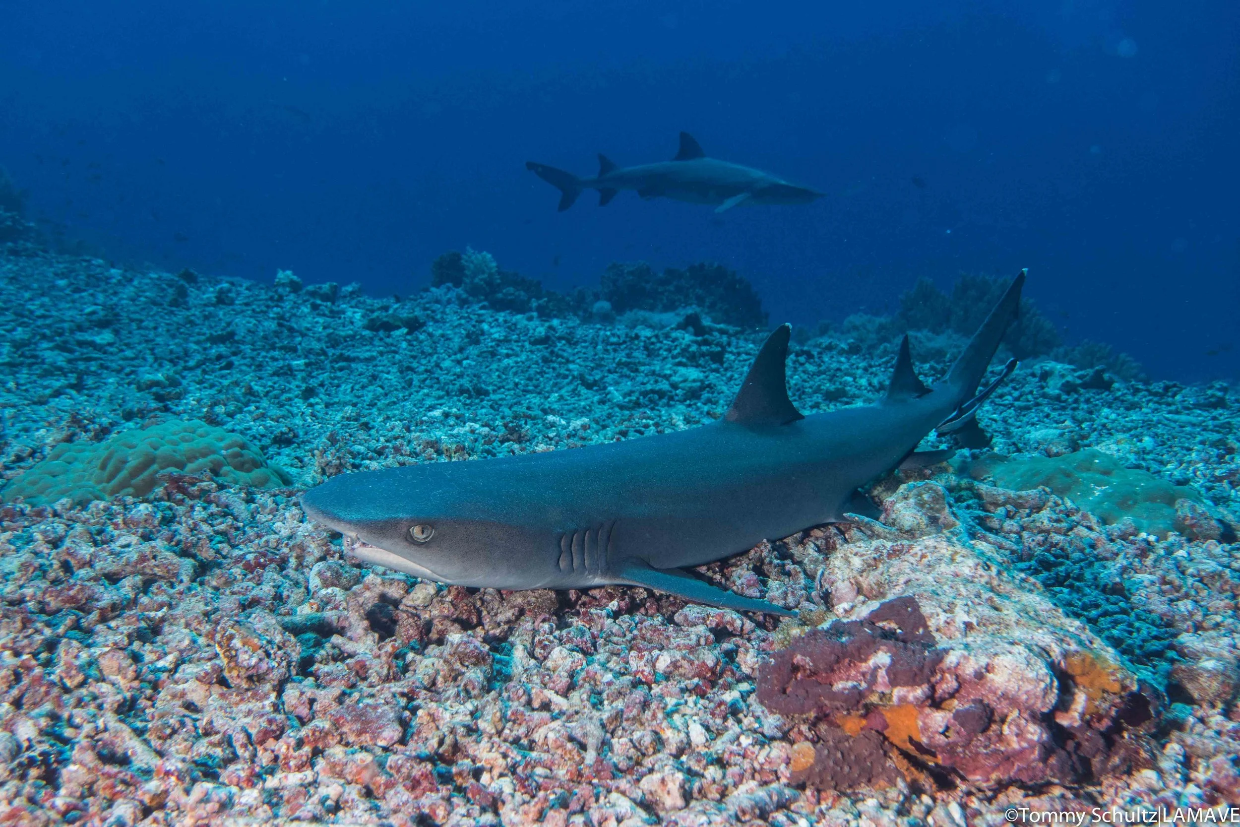 lamave-research-conservation-whitetip-reef-shark-tubbataha-reefs-philippines-credit-tommy-schultz-lamave-20190418-_DSC3213.jpg