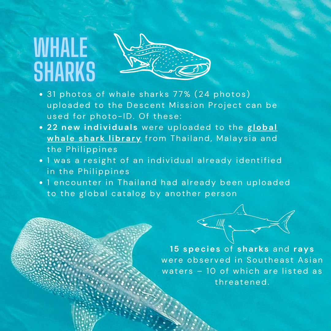 Whale shark infographics