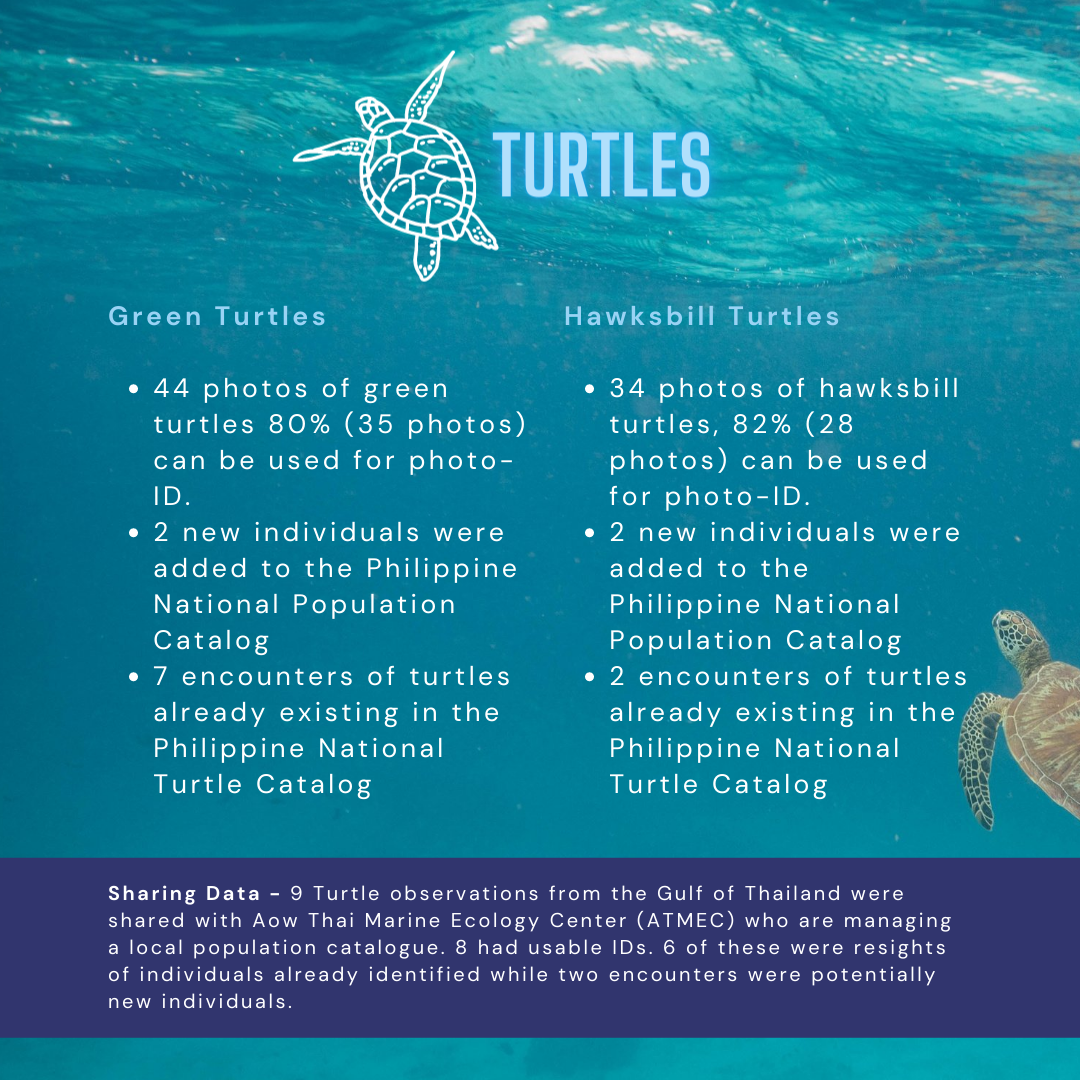 Turtle infographics