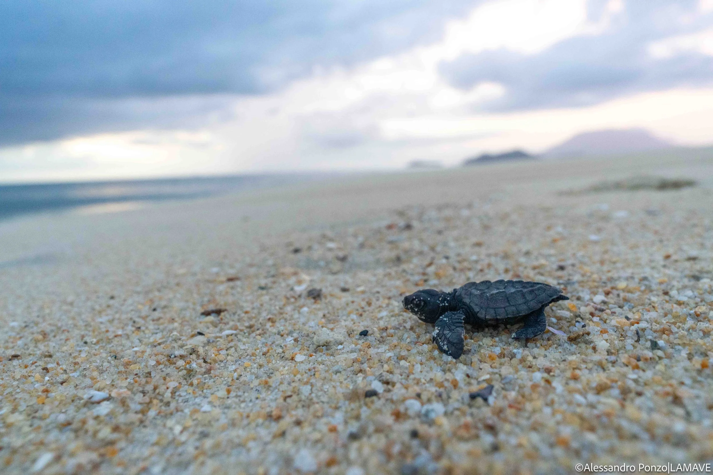 watermarkedlamave-turtle-research-conservation-philippines-credit-alessandro-ponzo-lamave-24.jpg