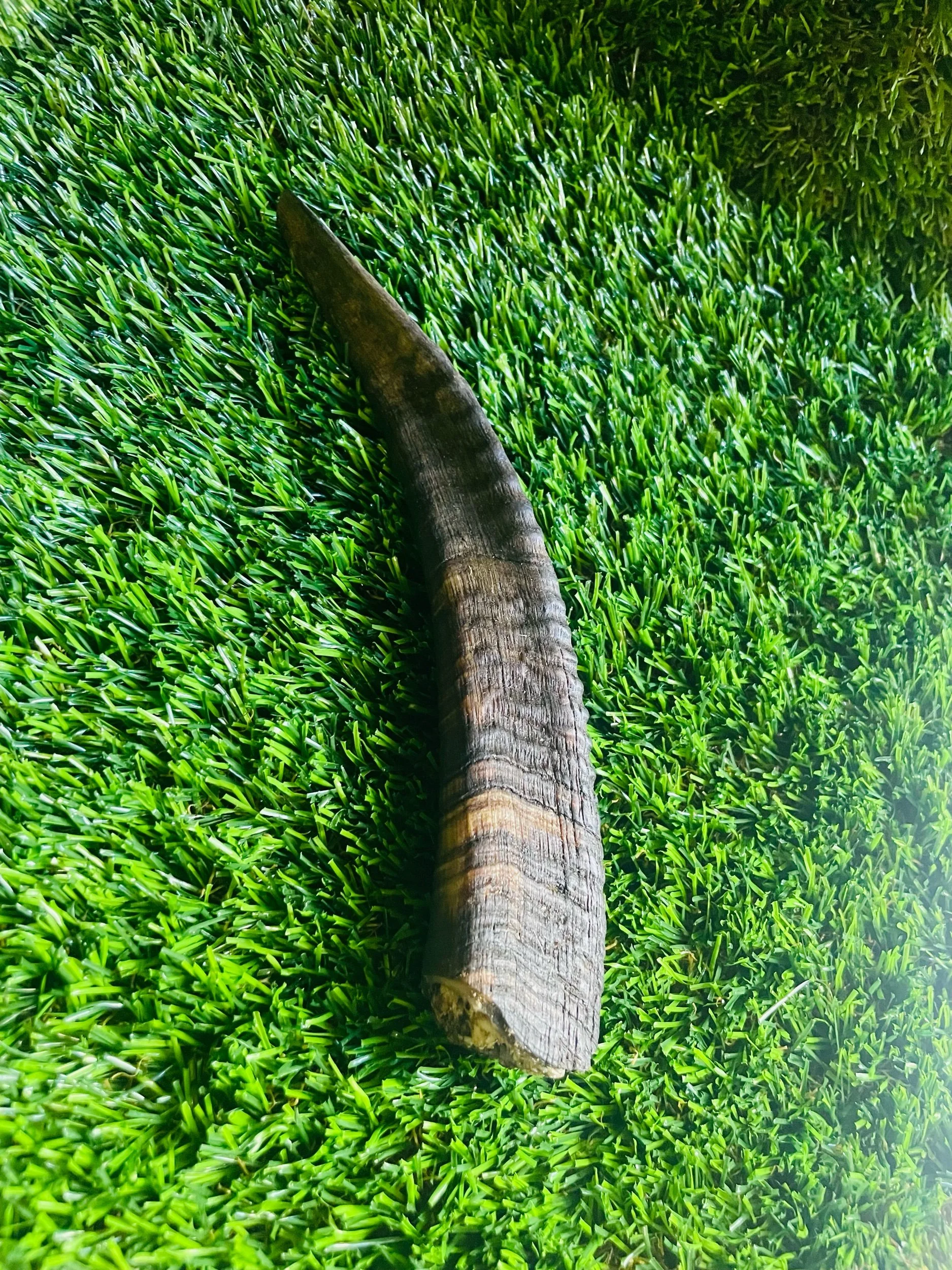 Curved animal horn on artificial green grass surface.