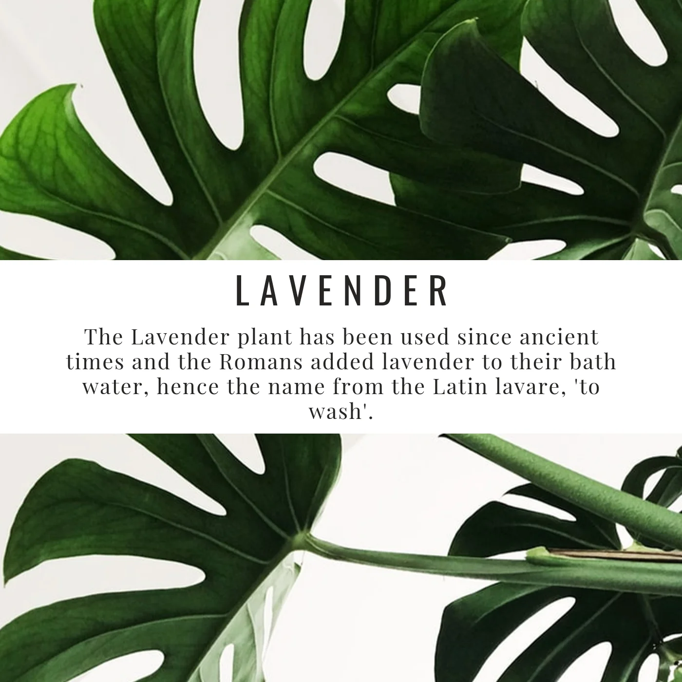 Find it in our Healing Balm and Detox Crystals