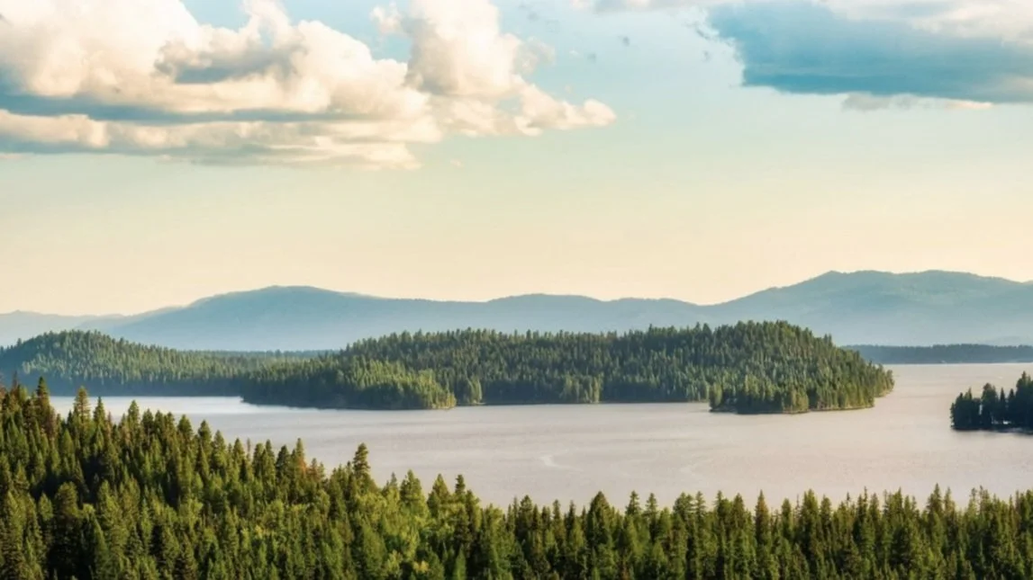 Cougar Island Auction