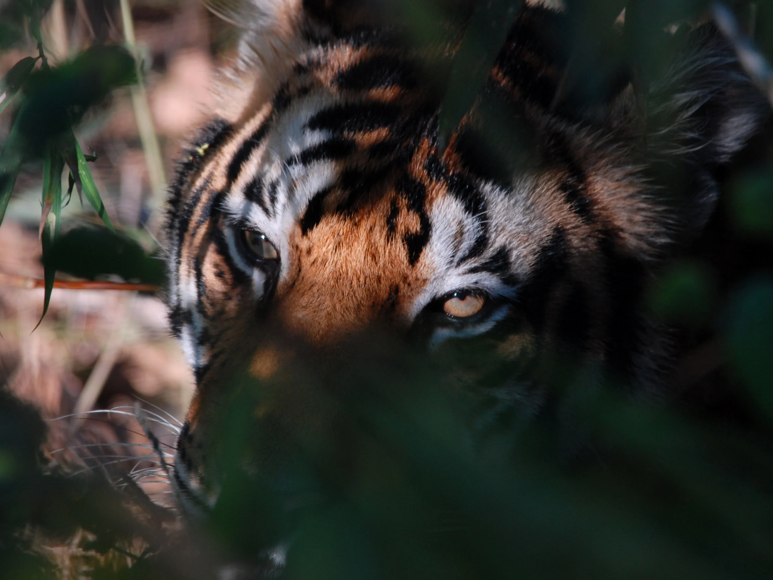 005 tiger.jpg