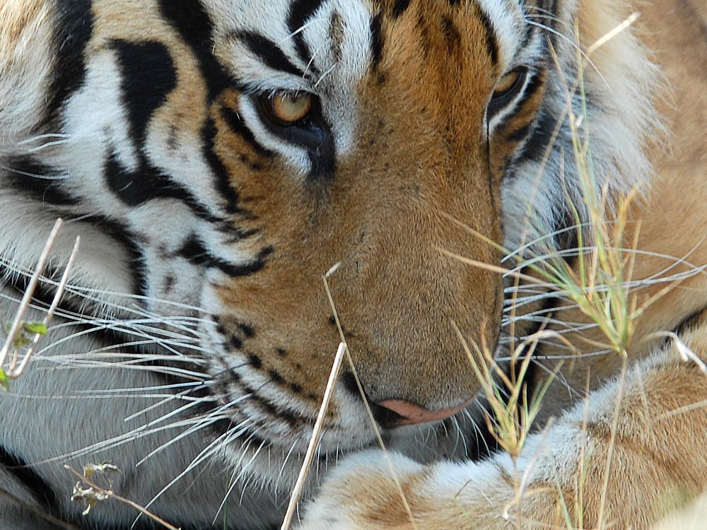 001 tiger.jpg