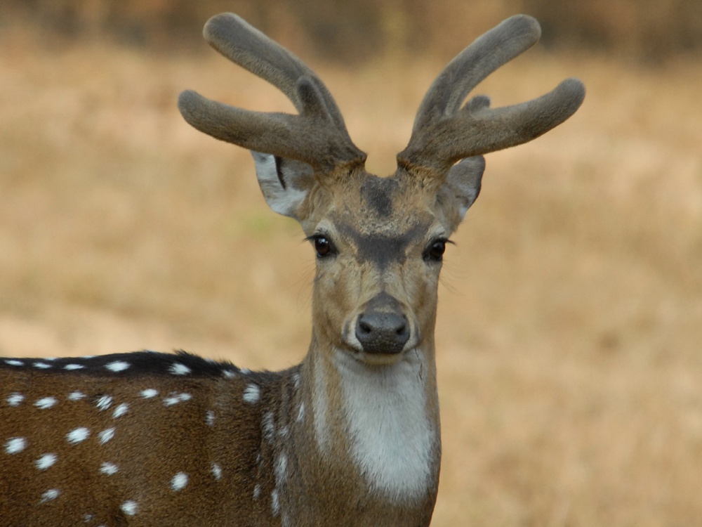 006 cheetal stag.jpg