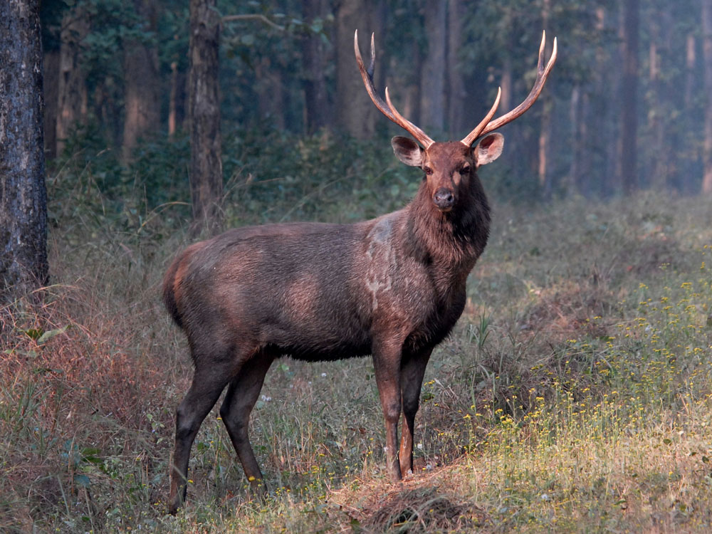 013 sambar stag.jpg