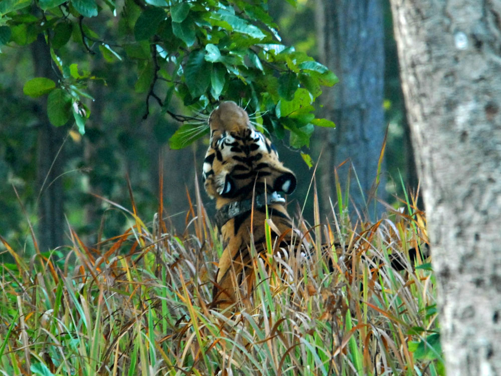 020 tiger scenting with cheek.jpg