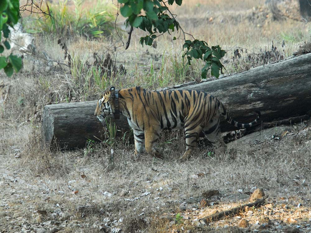 022 tiger with collar.jpg